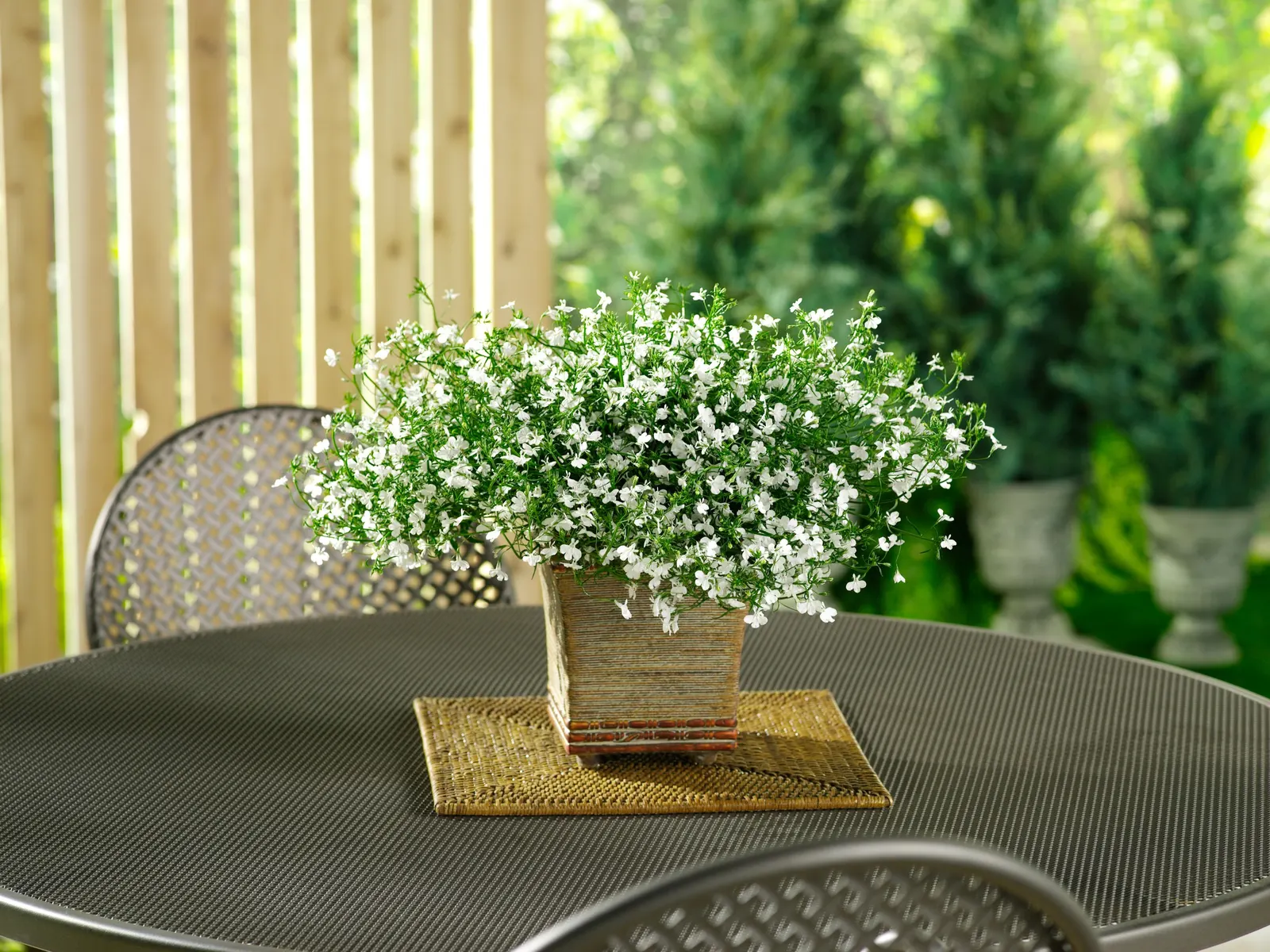 Cloud White™ Lobelia (Lobelia erinus) — is a mounded annual with clean white flowers over fresh green foliage from planting to frost