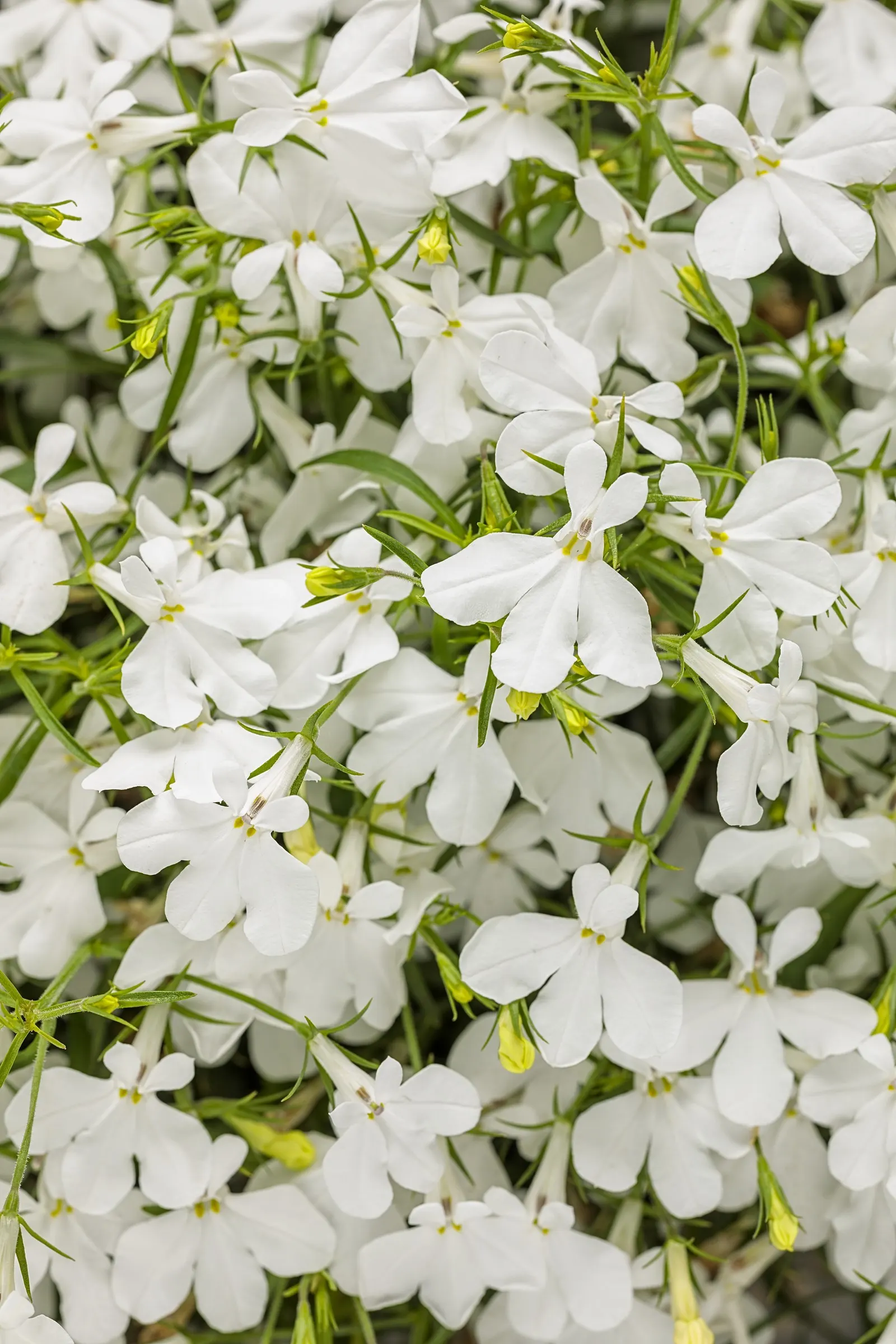 Cloud White™ Lobelia (Lobelia erinus) — is a graceful Proven Winners® annual with a fresh