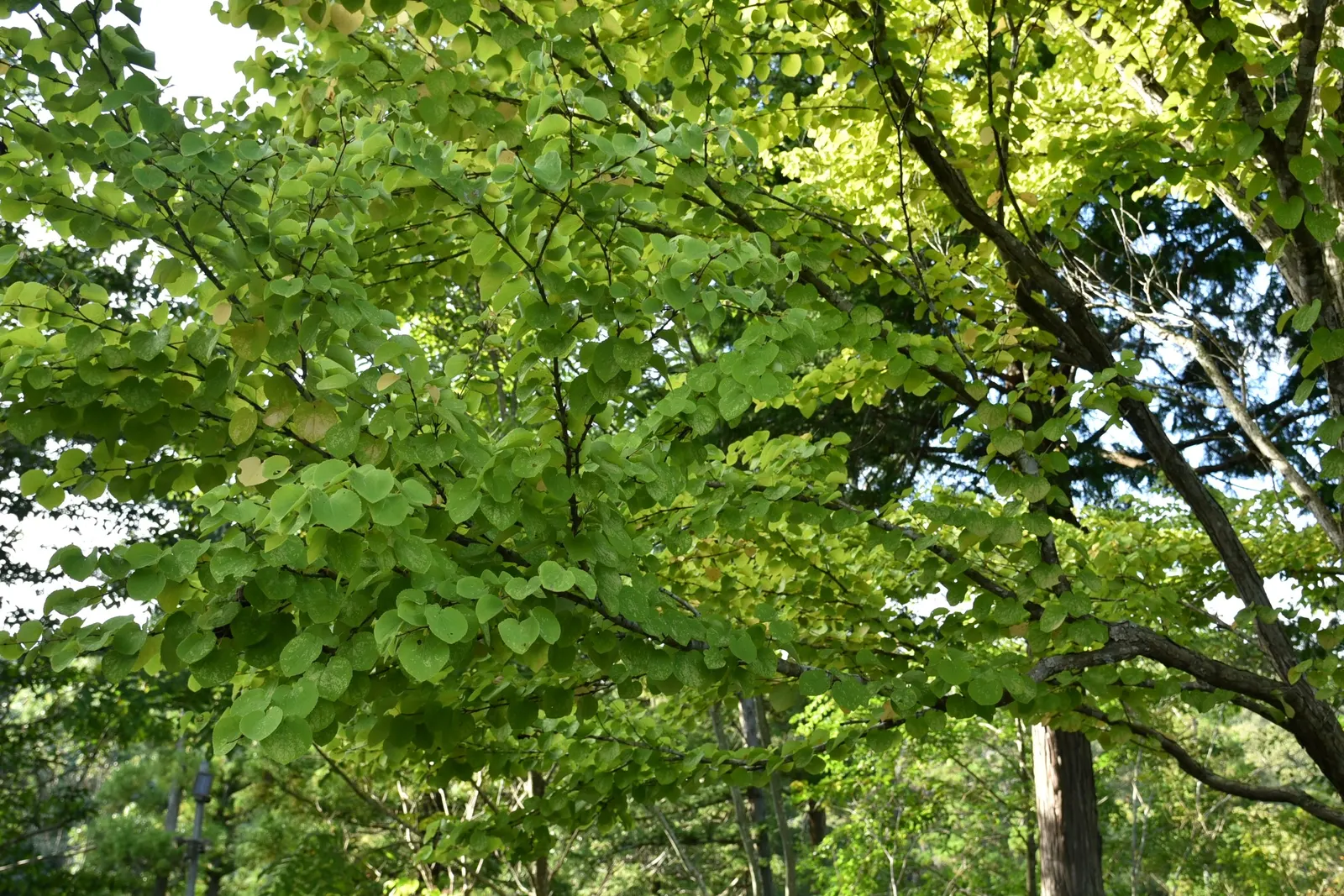 Katsura Tree (Cercidiphyllum Japonicum) — the tree boasts a striking fall display; this pyramidal and rounded tree thrives best in well-drained, image 77