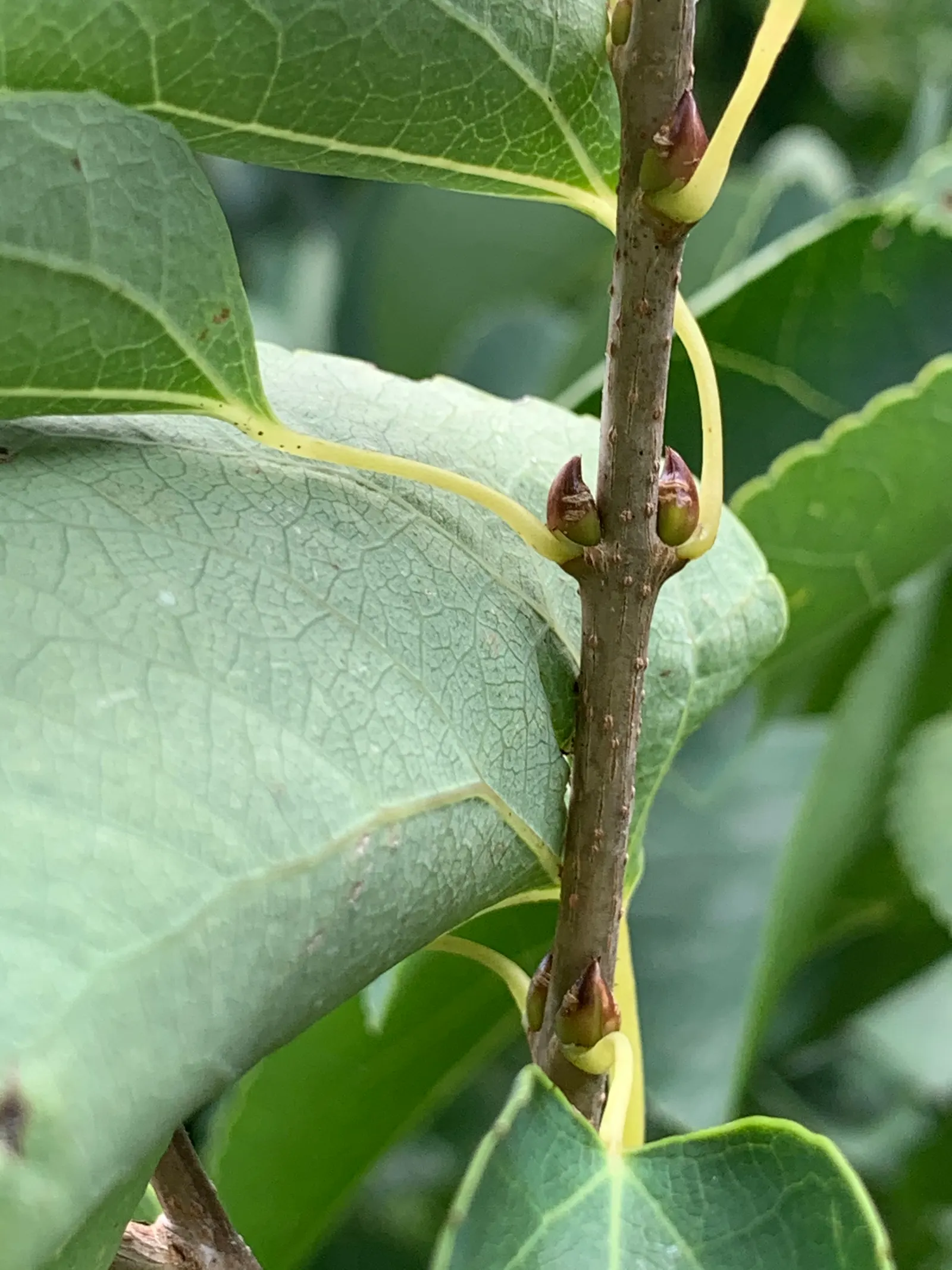 Katsura Tree (Cercidiphyllum Japonicum) — This pyramidal and rounded tree thrives best in well-drained soil and requires full sun to partial shade, image 56