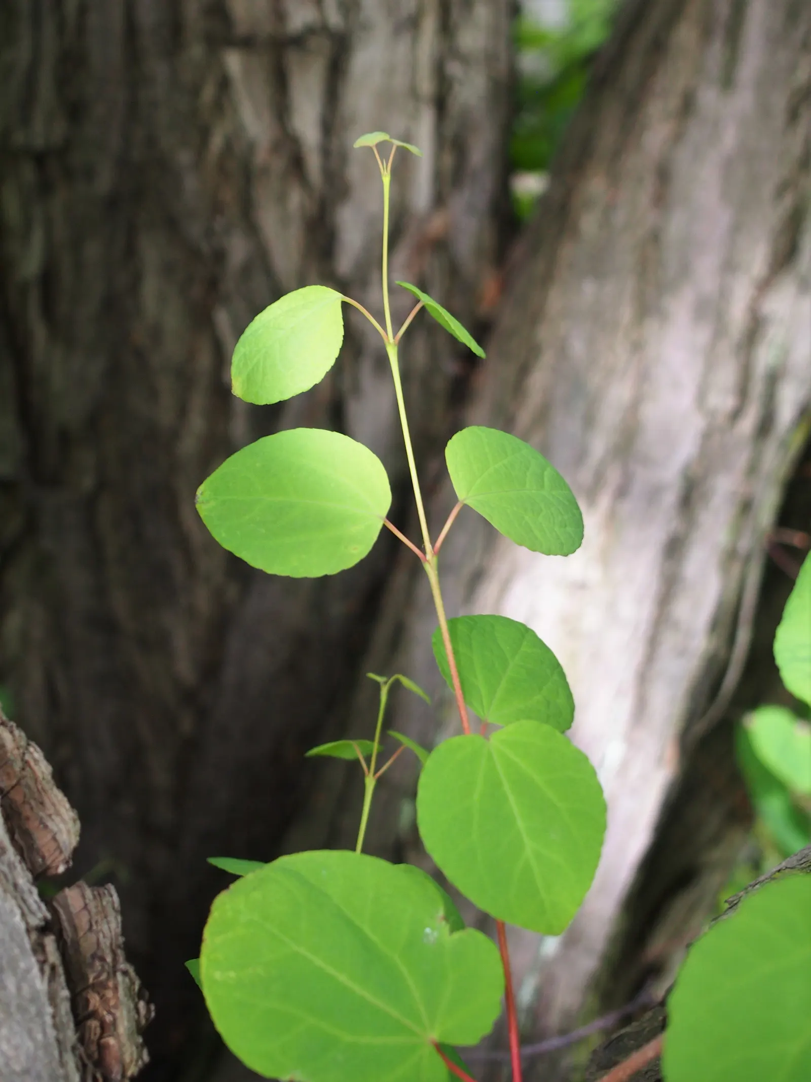 Katsura Tree (Cercidiphyllum Japonicum) — This pyramidal and rounded tree thrives best in well-drained soil and requires full sun to partial shade