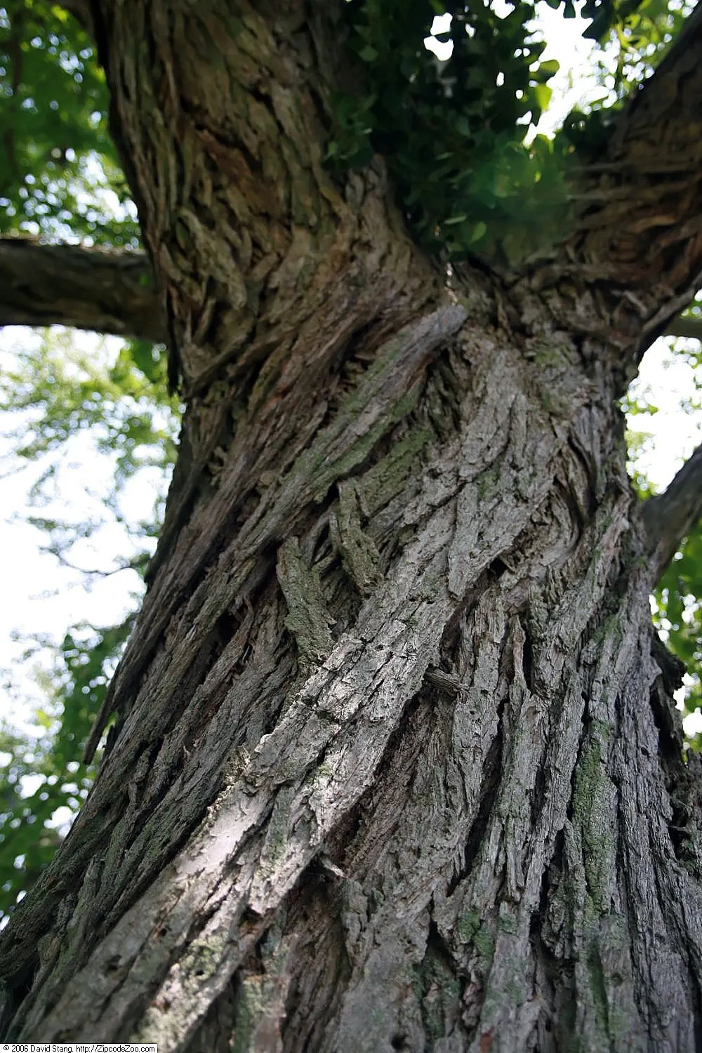 Katsura Tree (Cercidiphyllum Japonicum) — this tree typically reaches a height of 40 to 60 feet with a spread of 25 to 60 feet at maturity