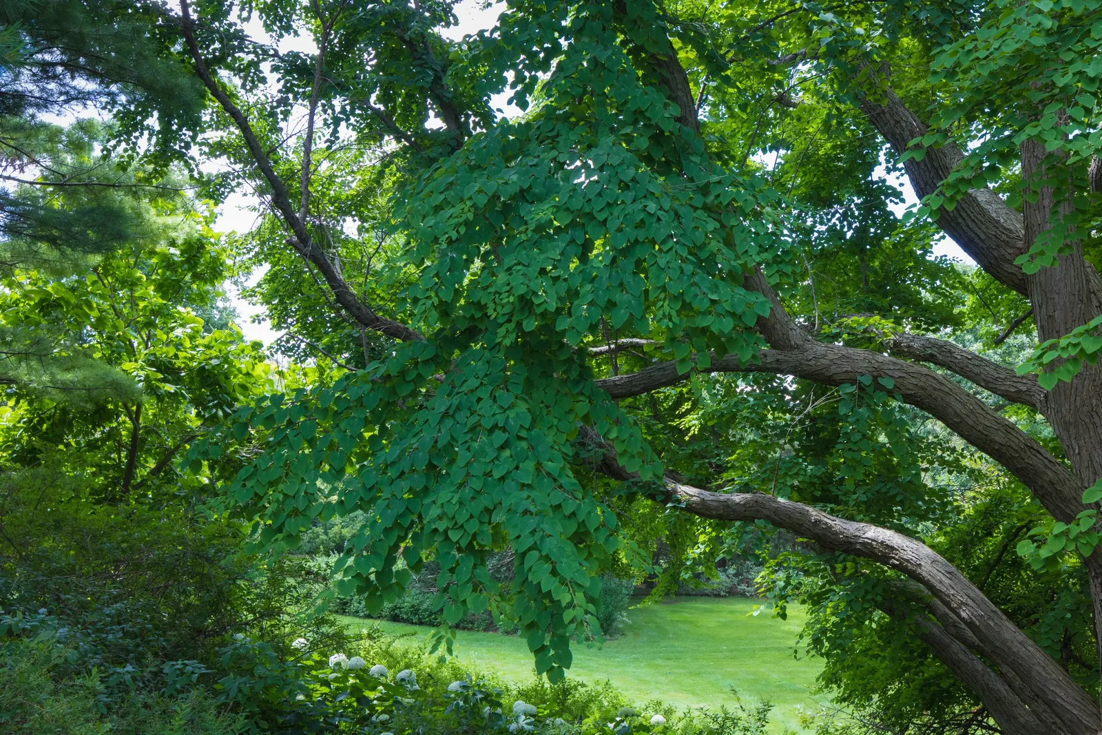 Katsura Tree (Cercidiphyllum Japonicum) — the Katsura Tree thrives in full sun to part shade