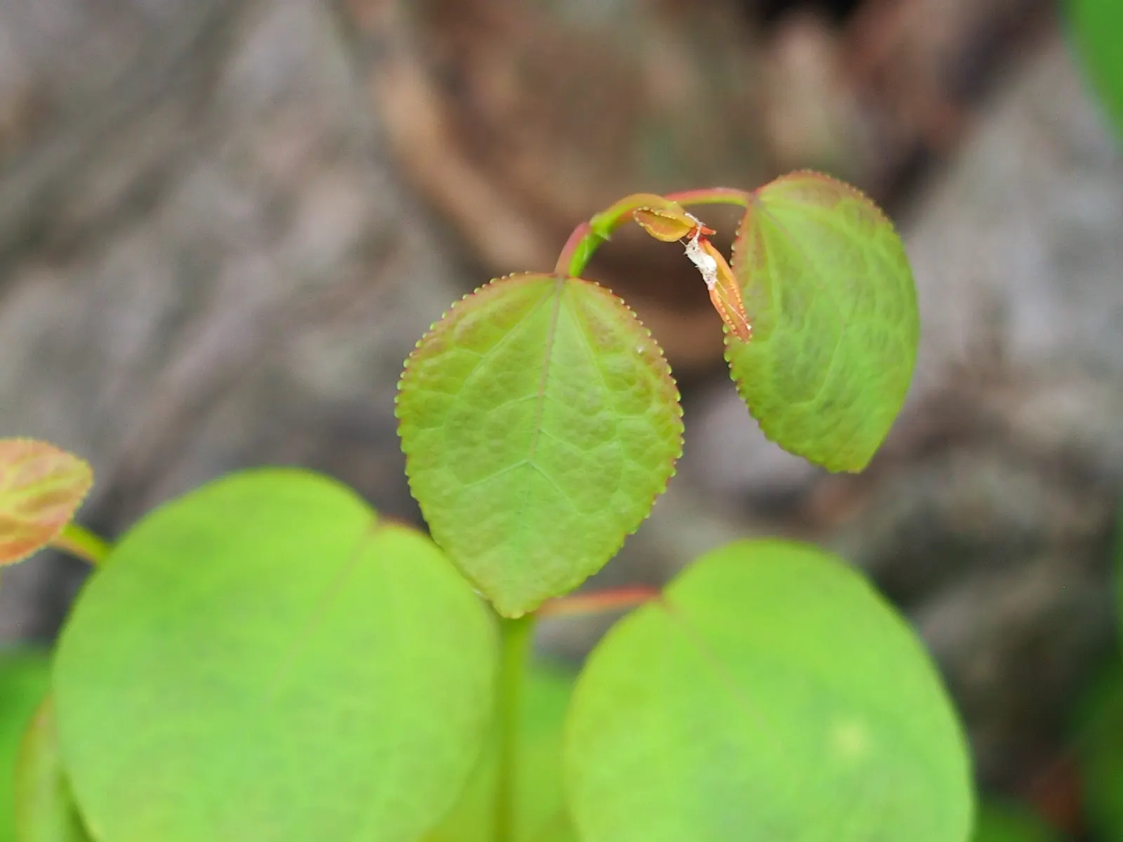 Katsura Tree (Cercidiphyllum Japonicum) — It prefers moist, well-drained soil but can also adapt to a variety of soil conditions