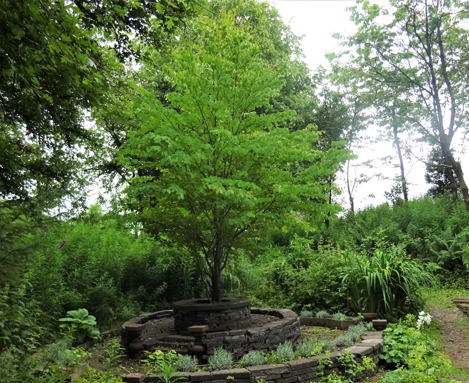 Katsura Tree (Cercidiphyllum Japonicum) — this tree typically reaches a height of 40 to 60 feet with a spread of 25 to 60 feet at maturity; maturing to