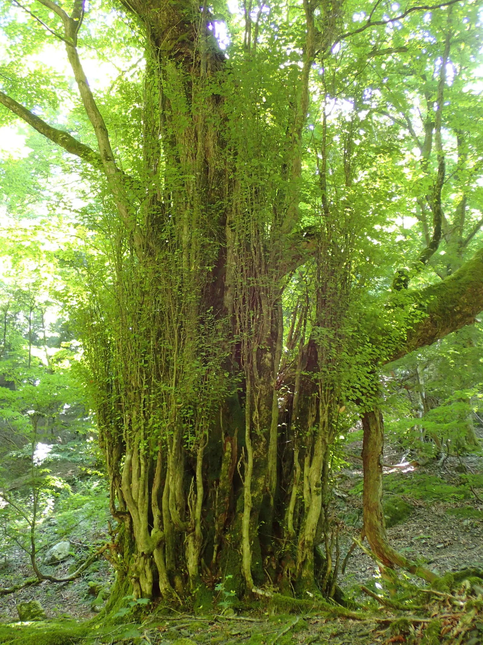 Katsura Tree (Cercidiphyllum Japonicum) — making it an ideal focal point for medium to large landscapes; is a remarkably graceful deciduous species, image 60
