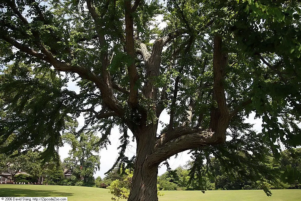 Katsura Tree (Cercidiphyllum Japonicum) — due to its shallow root system