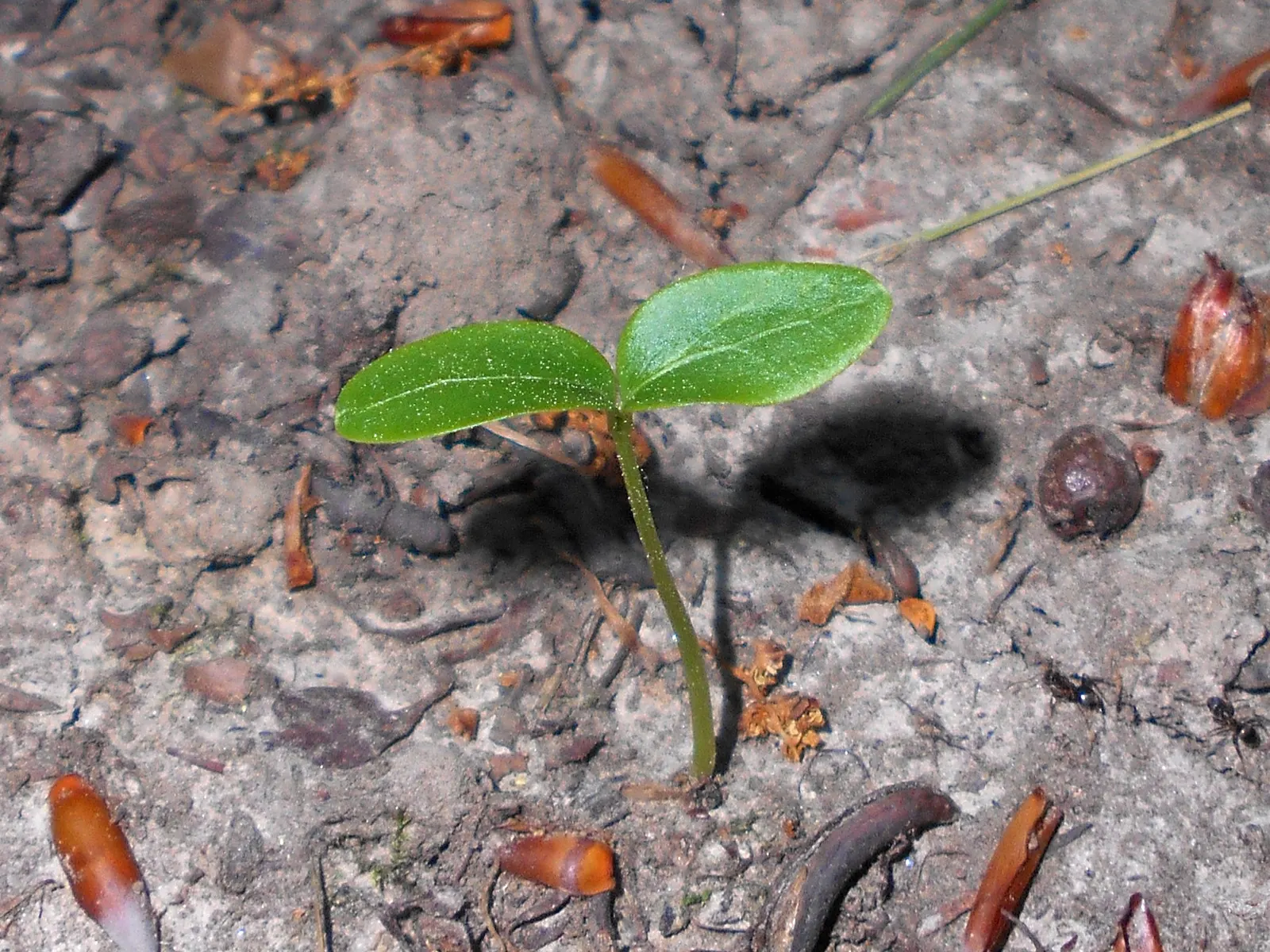 Katsura Tree (Cercidiphyllum Japonicum) — Sensitive to drought and heat, it is important to ensure adequate watering, particularly in dryer climates, image 44