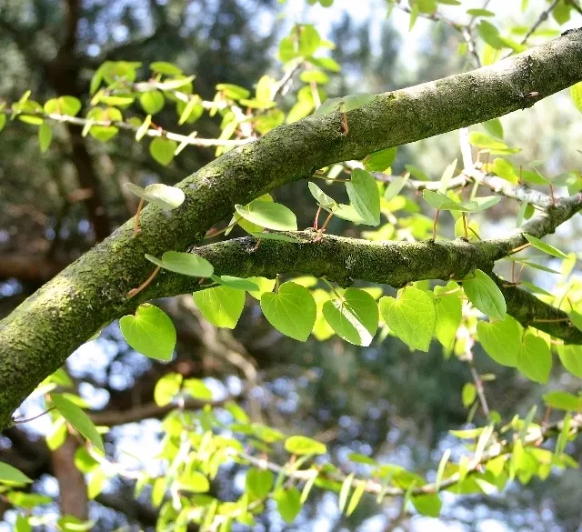 Katsura Tree (Cercidiphyllum Japonicum) — accompanied by a distinctive sweet scent reminiscent of cotton candy or caramel; sensitive to drought and heat, it is