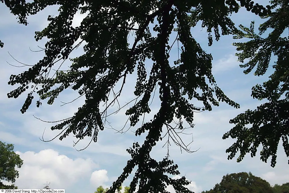 Katsura Tree (Cercidiphyllum Japonicum) — Native to Japan and China; it prefers moist, well-drained soil but can also adapt to a variety of soil, image 58