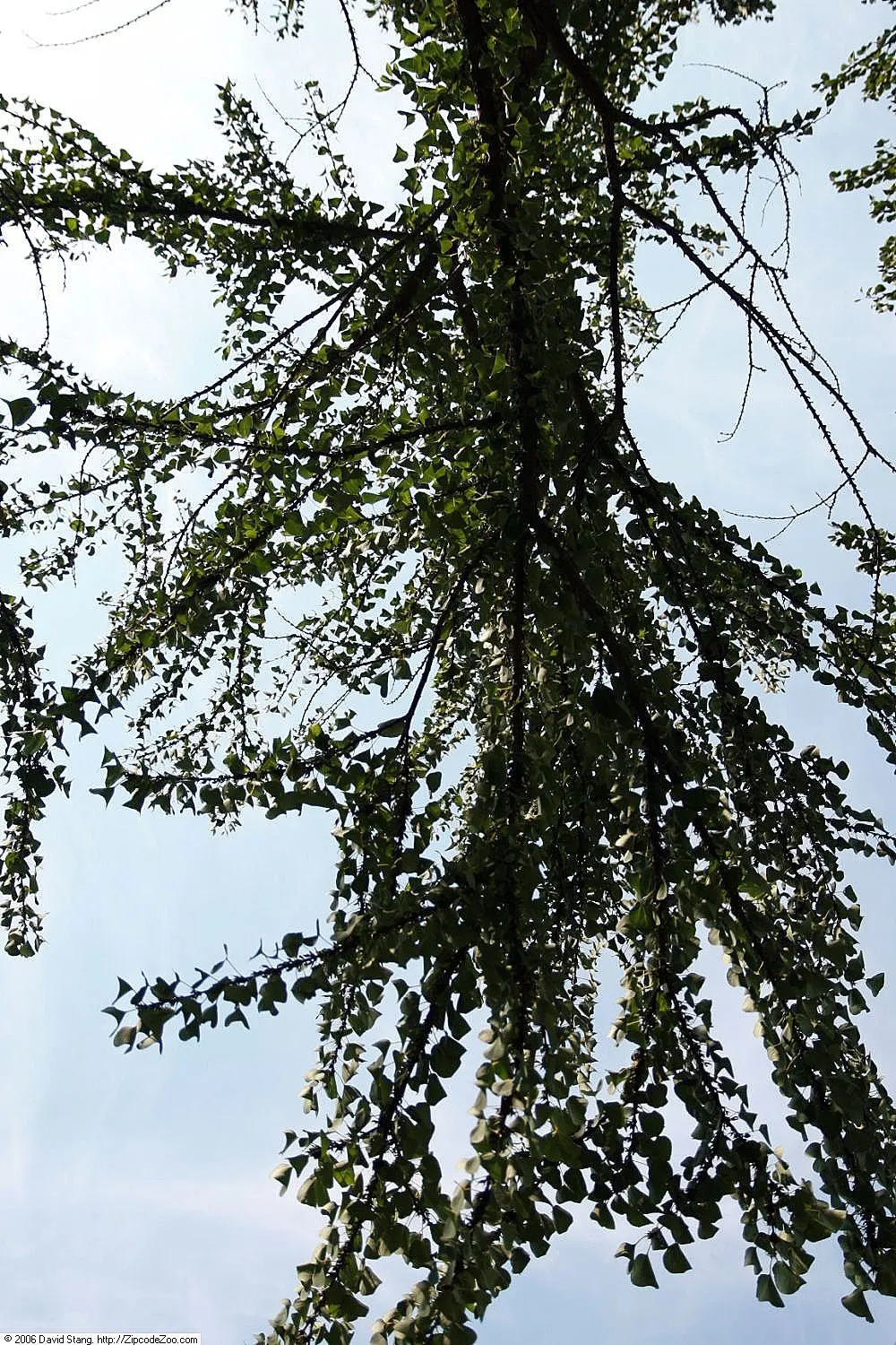 Katsura Tree (Cercidiphyllum Japonicum) — and cooling shade redefine the sensory garden experience for your client; it emits a sweet, burnt sugar scent in