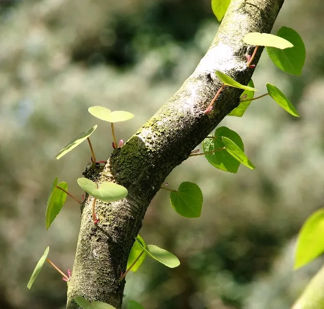 Katsura Tree (Cercidiphyllum Japonicum) — with a spread of 20-30 feet; the Katsura Tree thrives in full sun to part shade, image 51