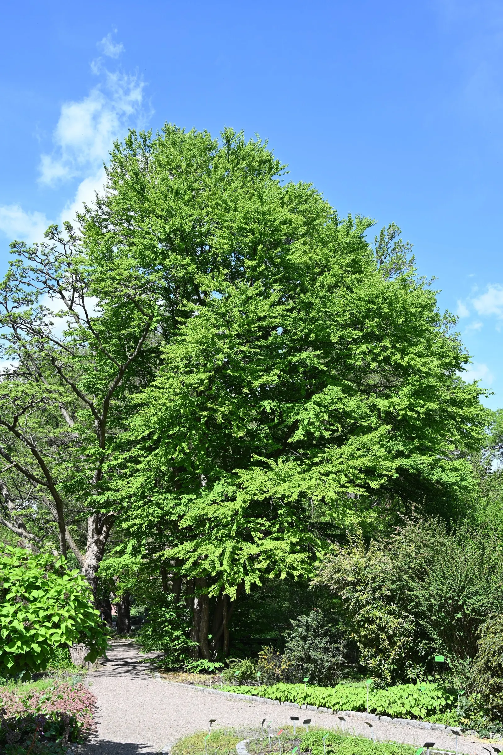 Katsura Tree (Cercidiphyllum Japonicum) — tree for full or half; due to its shallow root system, image 72