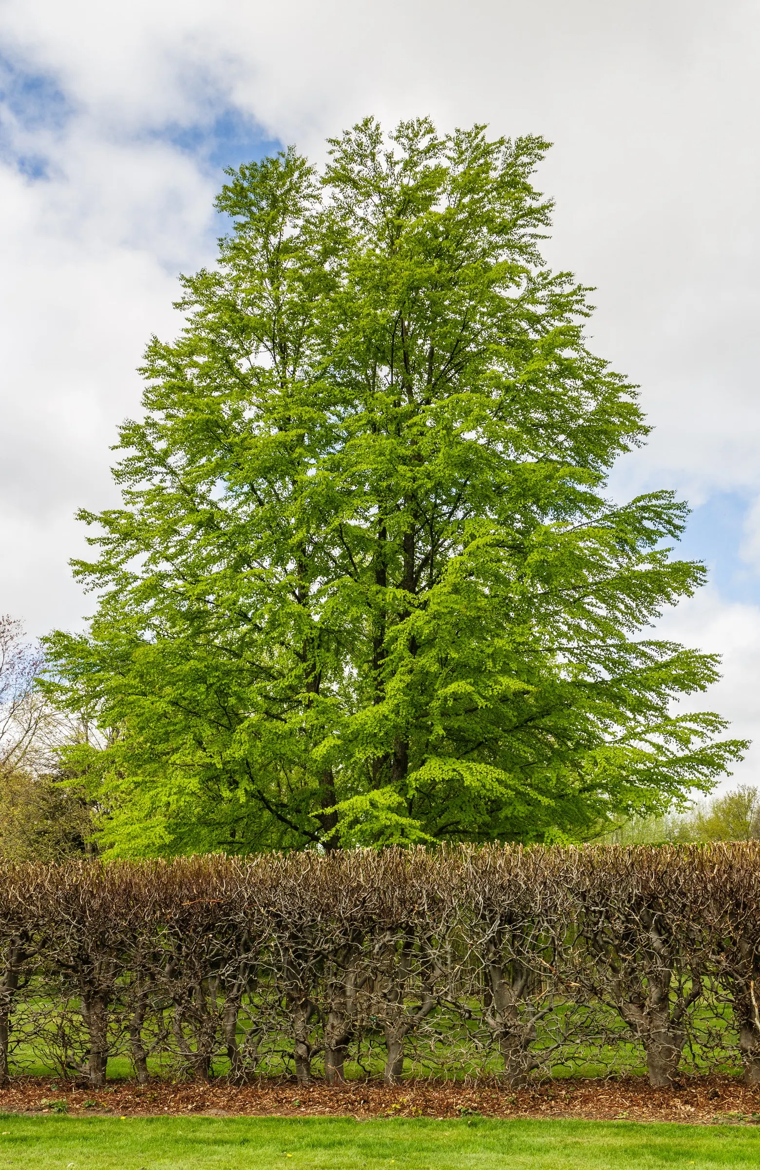 Katsura Tree (Cercidiphyllum Japonicum) — and cooling shade redefine the sensory garden experience for your client