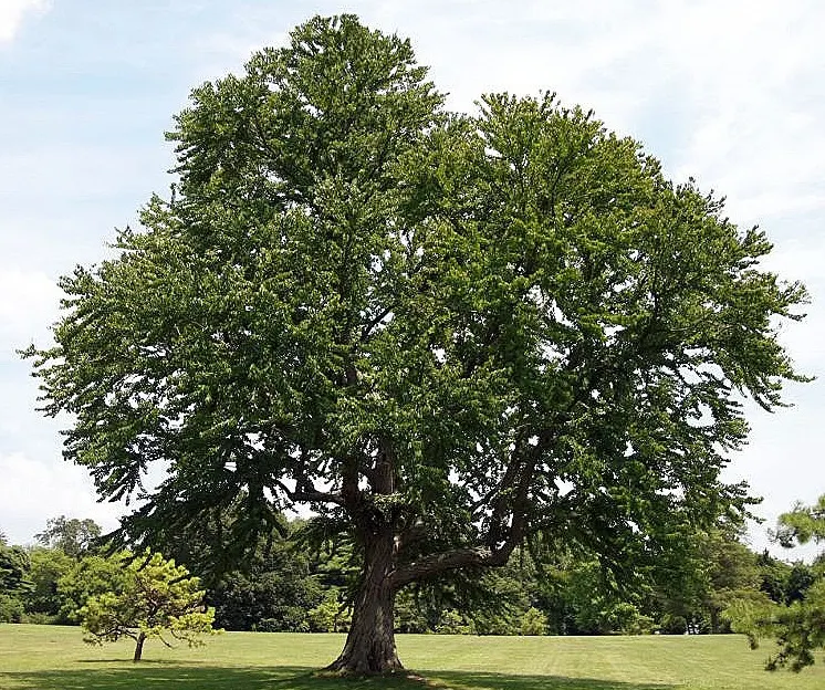 Katsura Tree (Cercidiphyllum Japonicum) — Revered for its heart-shaped leaves; the Katsura Tree (Cercidiphyllum japonicum) is a captivating, image 52