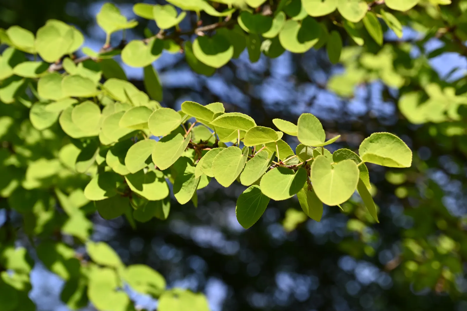 Katsura Tree (Cercidiphyllum Japonicum) — this tree typically reaches a height of 40 to 60 feet with a spread of 25 to 60 feet at maturity, image 59
