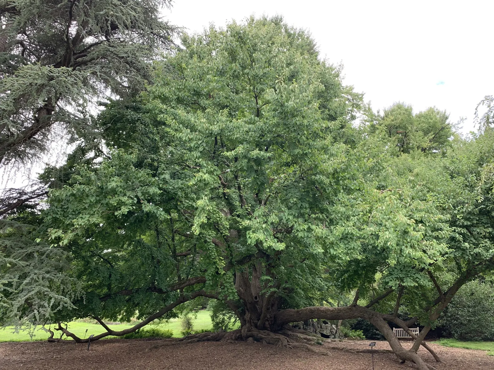 Katsura Tree (Cercidiphyllum Japonicum) — The Katsura Tree (Cercidiphyllum japonicum) is a captivating deciduous species; revered for its, image 73