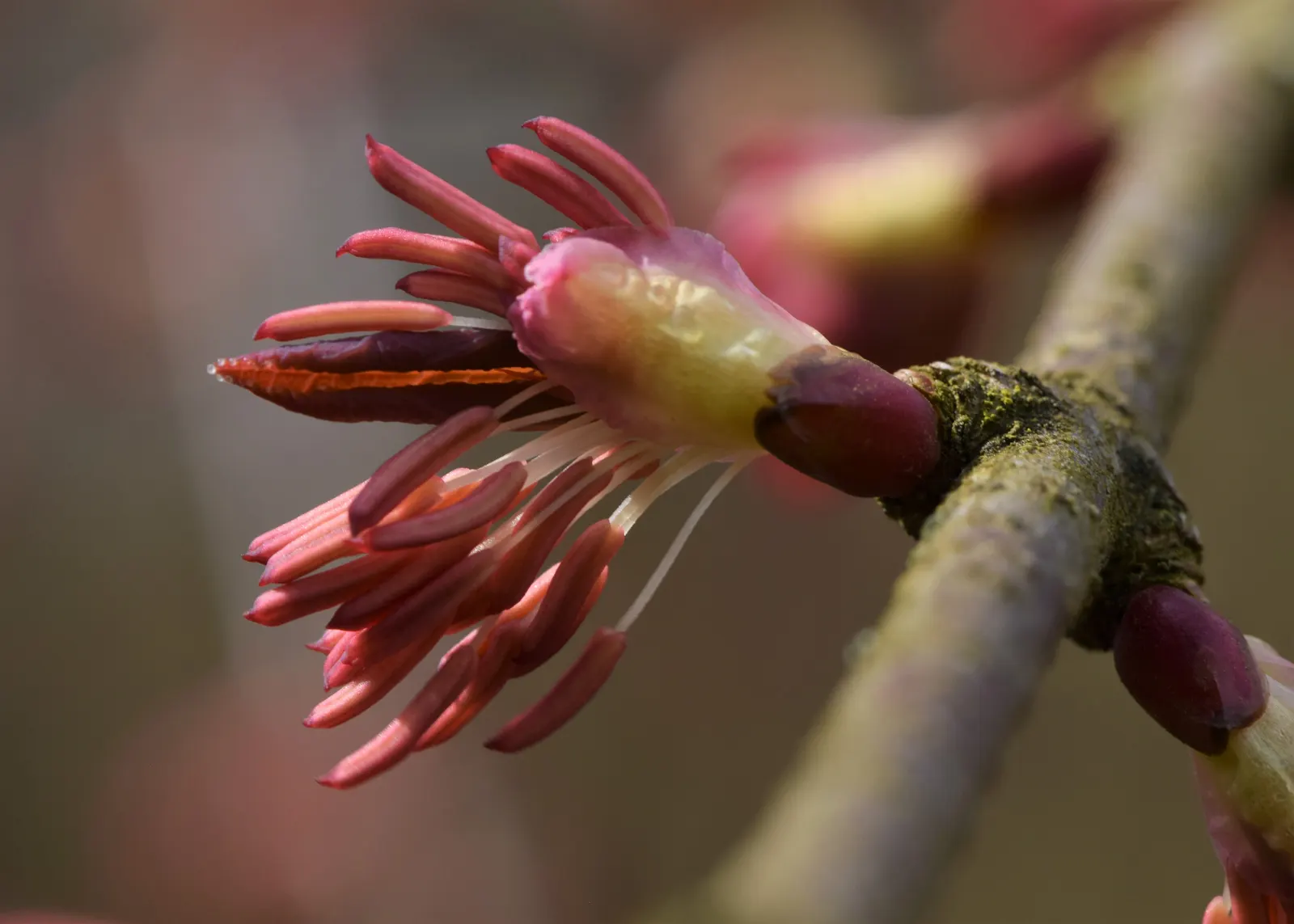 Katsura Tree (Cercidiphyllum Japonicum) — It prefers moist, well-drained soil but can also adapt to a variety of soil conditions; native to Japan, image 67