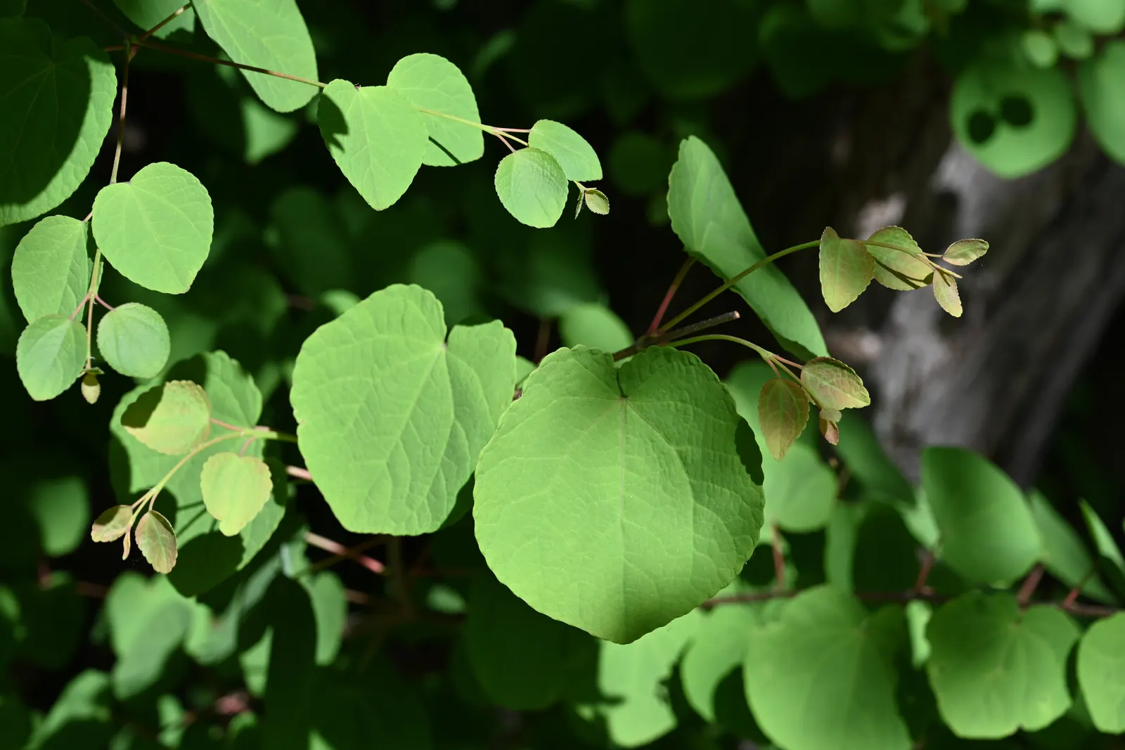 Katsura Tree (Cercidiphyllum Japonicum) — the tree boasts a striking fall display; this pyramidal and rounded tree thrives best in well-drained soil and