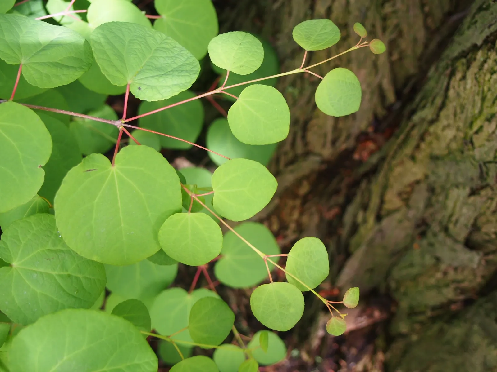 Katsura Tree (Cercidiphyllum Japonicum) — This pyramidal and rounded tree thrives best in well-drained soil and requires full sun to partial shade; the tree