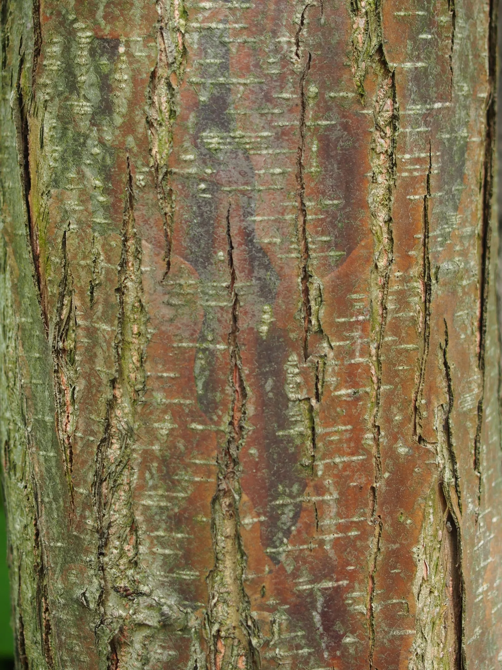 Katsura Tree (Cercidiphyllum Japonicum) — It emits a sweet, burnt sugar scent in autumn