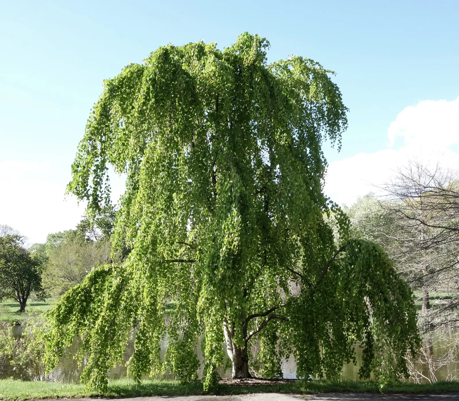 Katsura Tree (Cercidiphyllum Japonicum) — and with a pyramidal form in youth that gracefully rounds out with age; creating a serene outdoor sanctuary