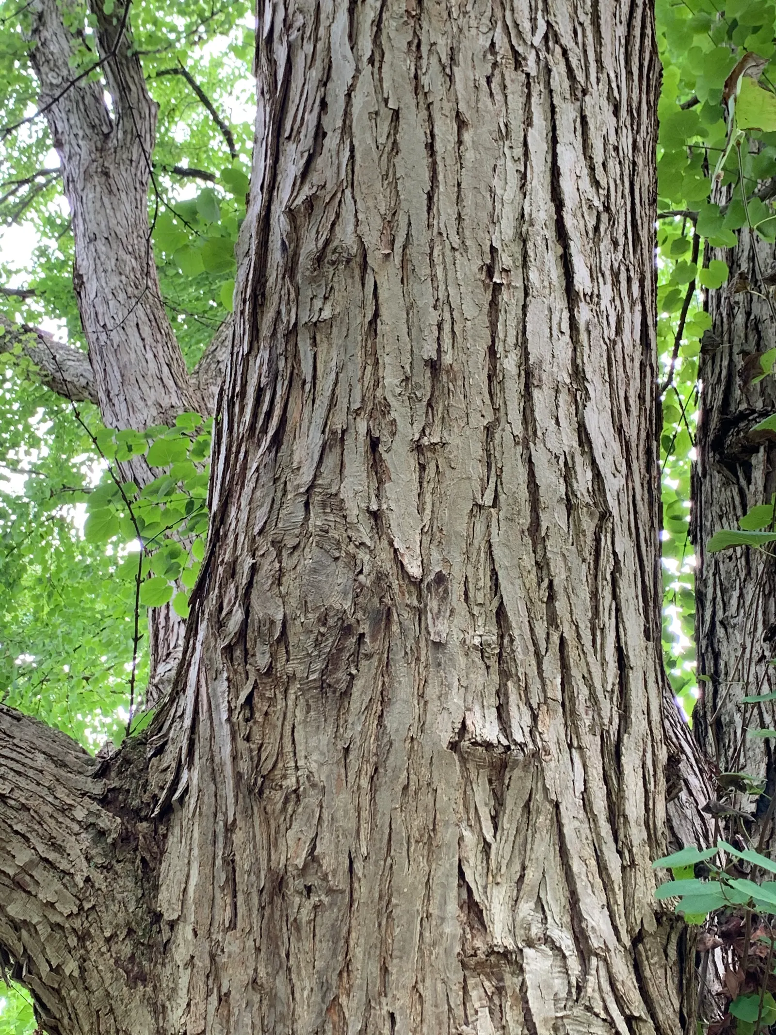 Katsura Tree (Cercidiphyllum Japonicum) — The Katsura Tree (Cercidiphyllum japonicum) is a captivating deciduous species; revered for its, image 49