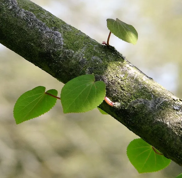 Katsura Tree (Cercidiphyllum Japonicum) — Native to Japan and China; it prefers moist, well-drained soil but can also adapt to a variety of soil conditions