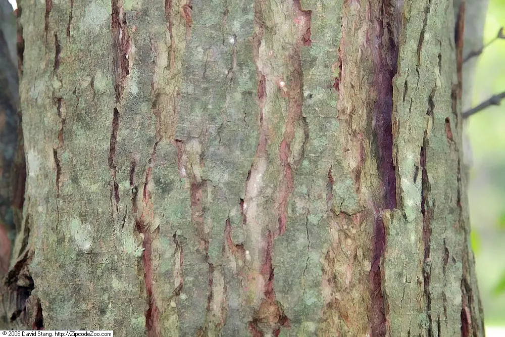 Katsura Tree (Cercidiphyllum Japonicum) — Sensitive to drought and heat, it is important to ensure adequate watering, particularly in dryer climates