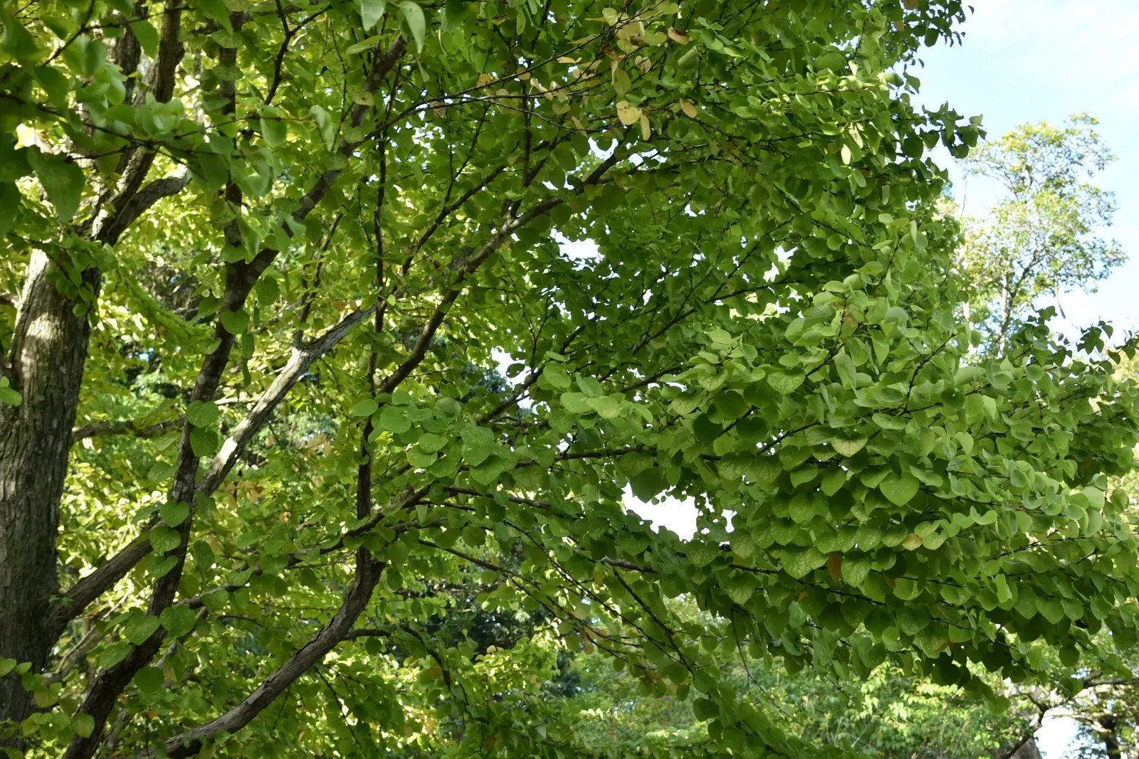 Katsura Tree (Cercidiphyllum Japonicum) — transitioning to a vibrant bluish-green in summer; transitioning from lush green to vibrant yellows