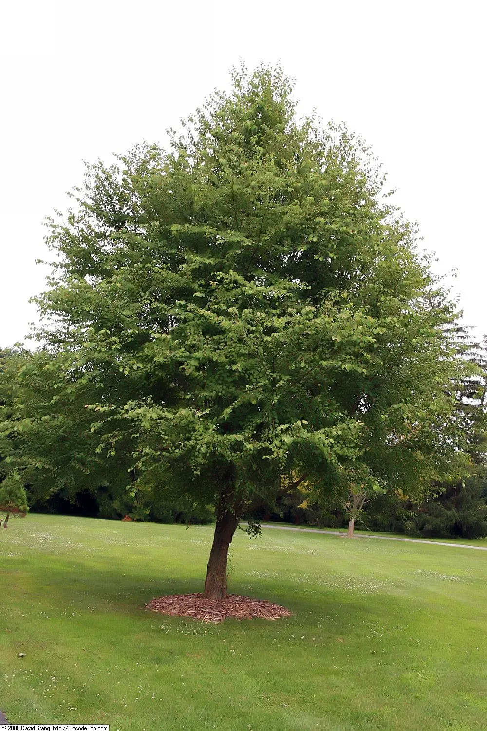 Katsura Tree (Cercidiphyllum Japonicum) — Revered for its heart-shaped leaves