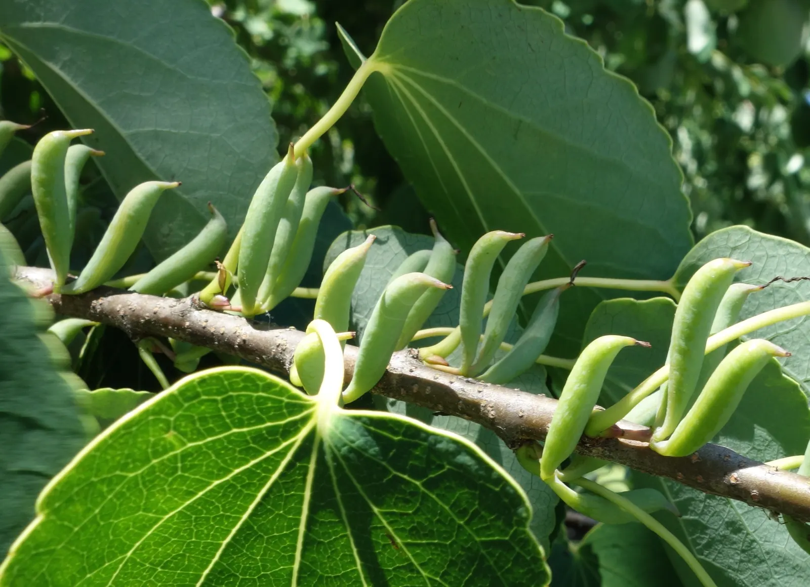Katsura Tree (Cercidiphyllum Japonicum) — maturing to approximately 40-60 feet tall; this tree typically reaches a height of 40 to 60 feet with a, image 50