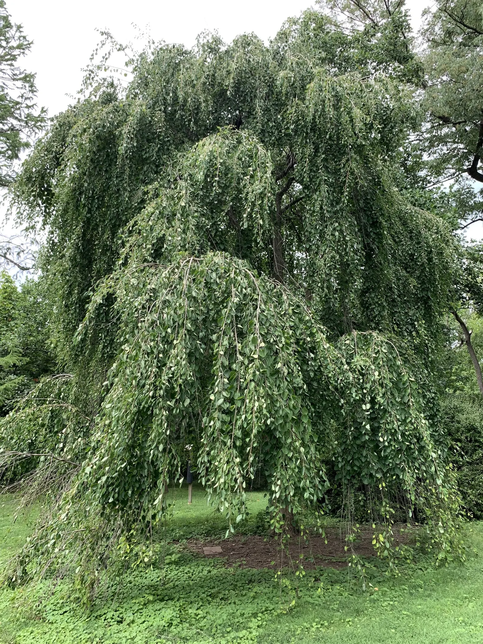 Katsura Tree (Cercidiphyllum Japonicum) — due to its shallow root system; tree for full or half