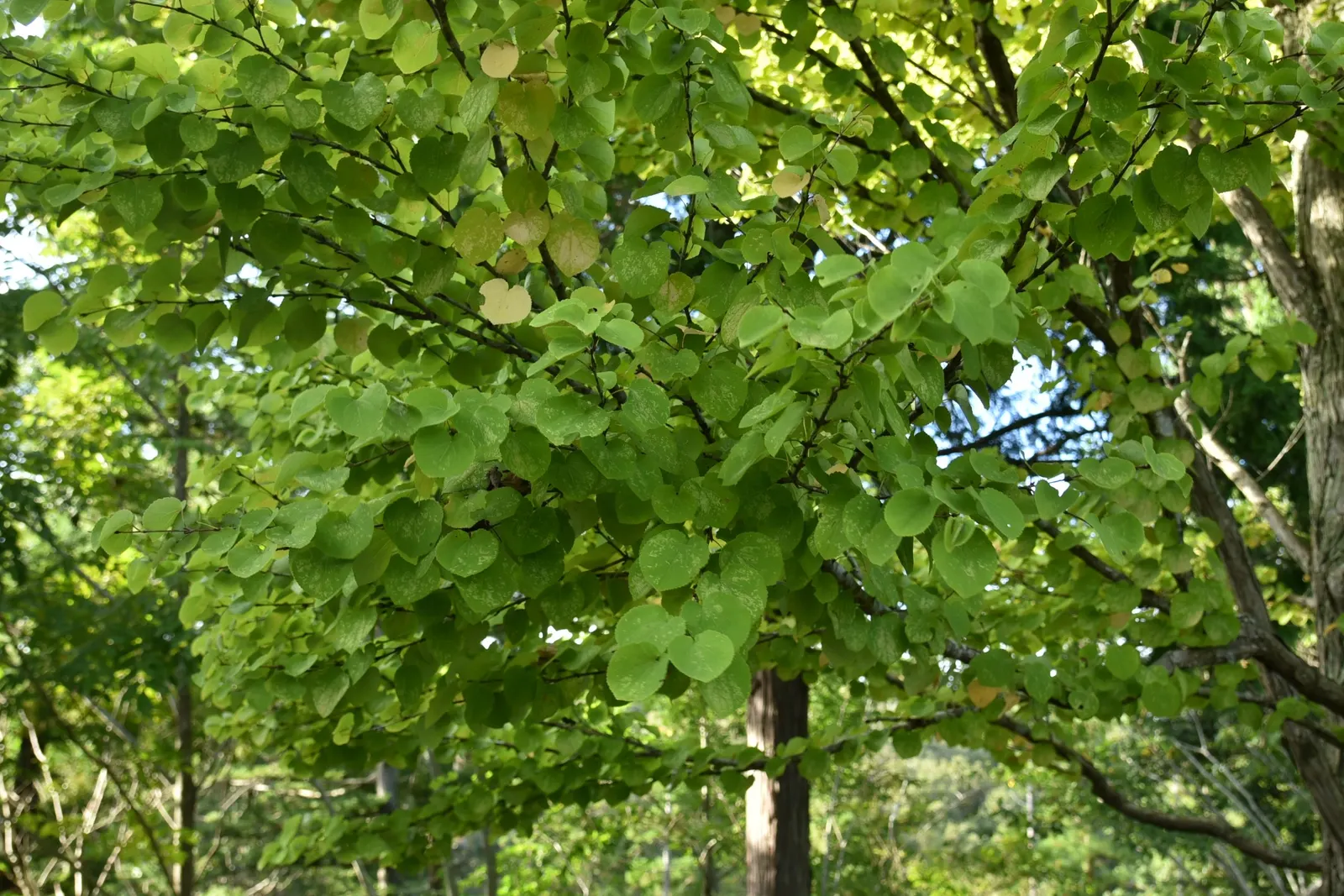Katsura Tree (Cercidiphyllum Japonicum) — creating a serene outdoor sanctuary; and with a pyramidal form in youth that gracefully rounds out with, image 71