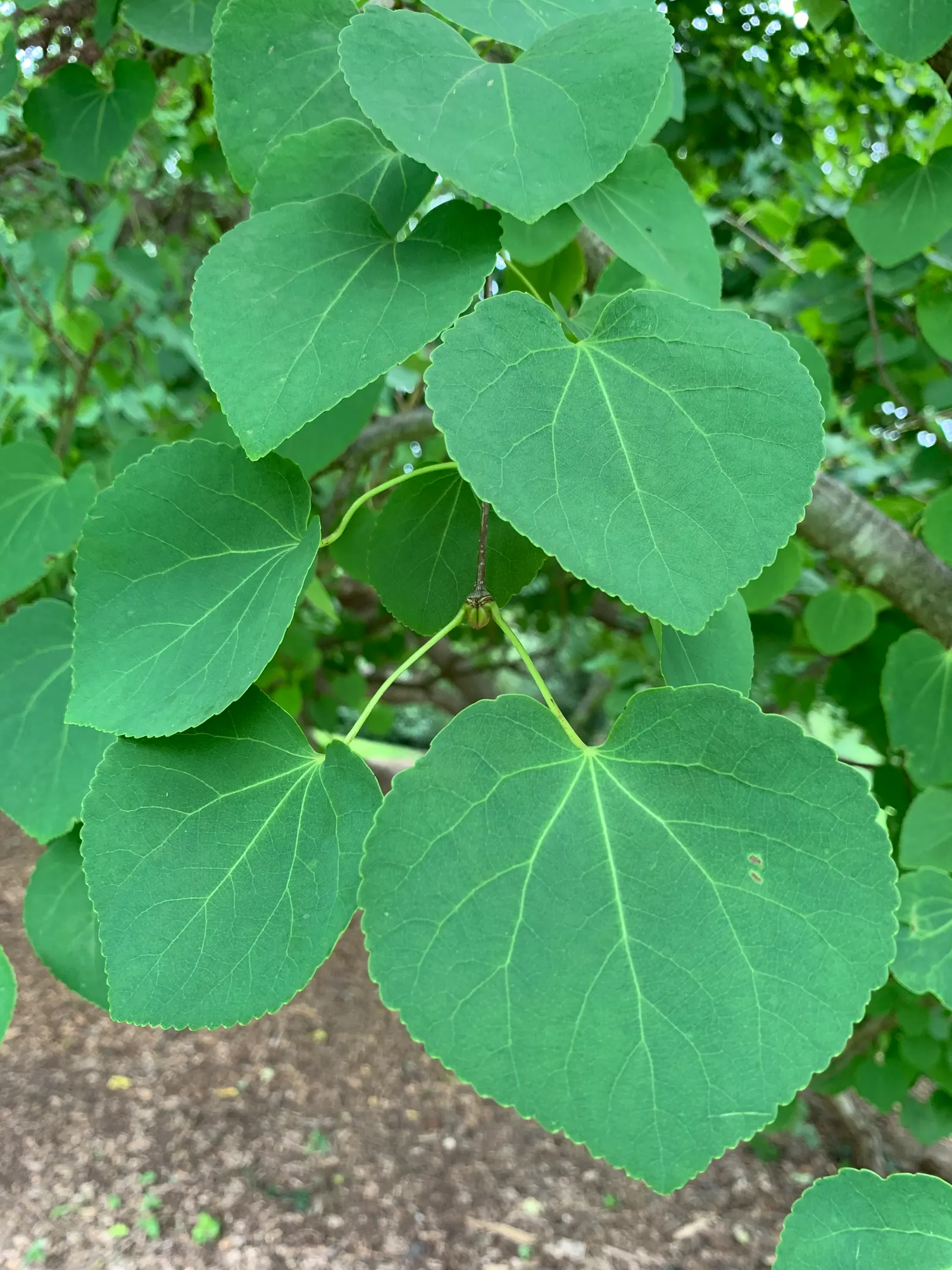 Katsura Tree (Cercidiphyllum Japonicum) — It prefers moist, well-drained soil but can also adapt to a variety of soil conditions; native to Japan and China