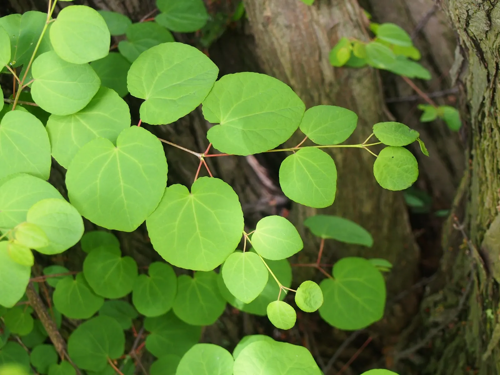 Katsura Tree (Cercidiphyllum Japonicum) — It emits a sweet, burnt sugar scent in autumn; and cooling shade redefine the sensory garden experience, image 55