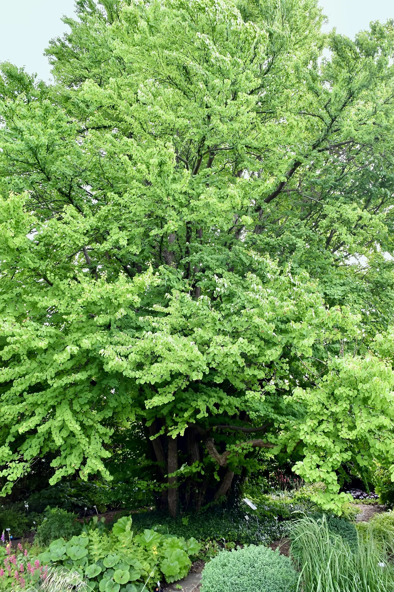 Katsura Tree (Cercidiphyllum Japonicum) — the Katsura Tree thrives in full sun to part shade; with a spread of 20-30 feet, image 66