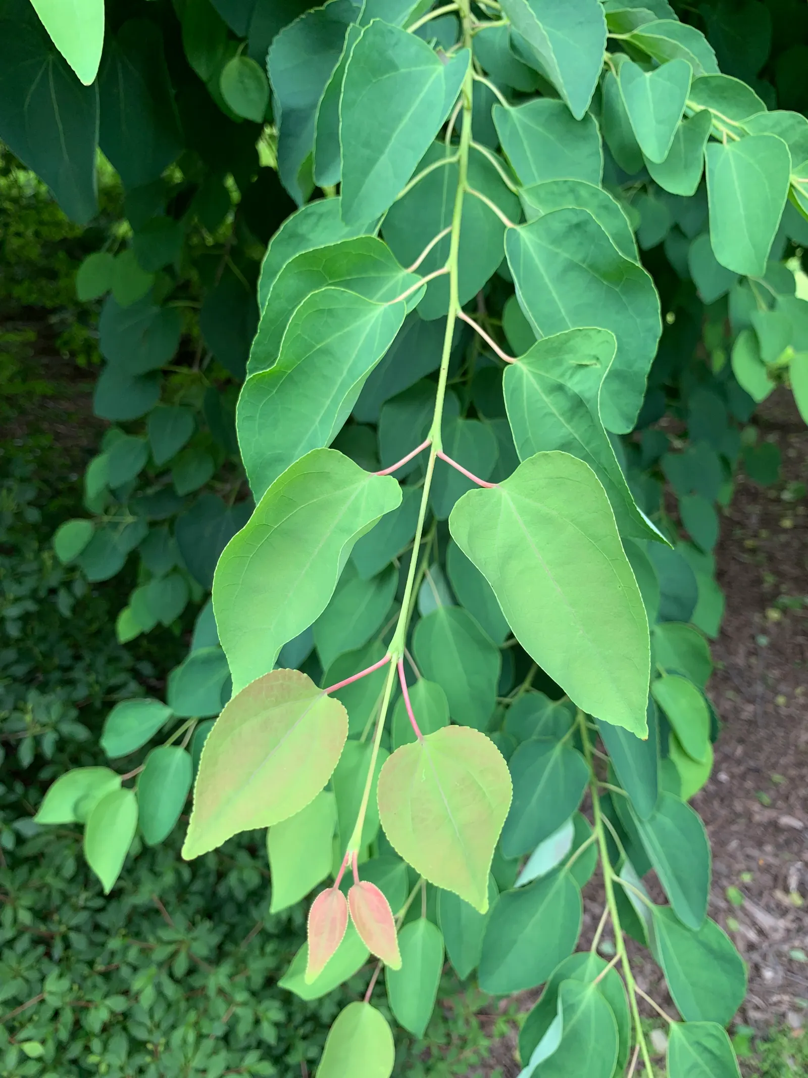 Katsura Tree (Cercidiphyllum Japonicum) — with a spread of 20-30 feet