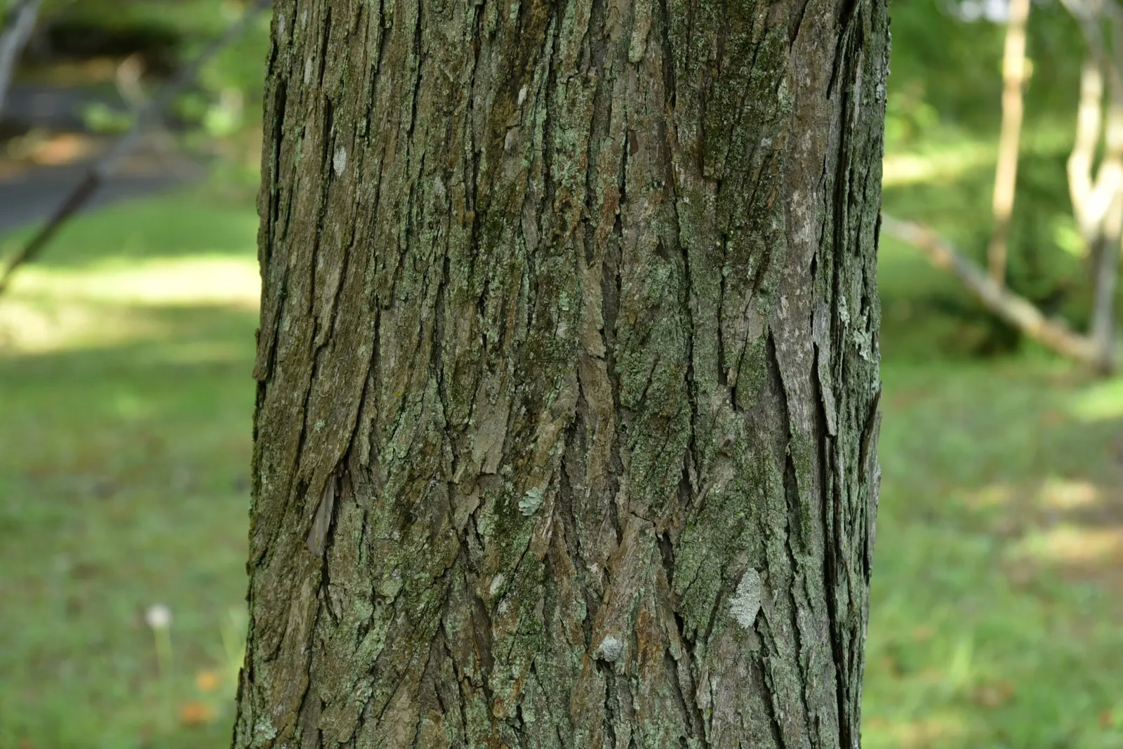 Katsura Tree (Cercidiphyllum Japonicum) — the foliage steals the show with shades of yellow; its growth rate is moderate, image 64