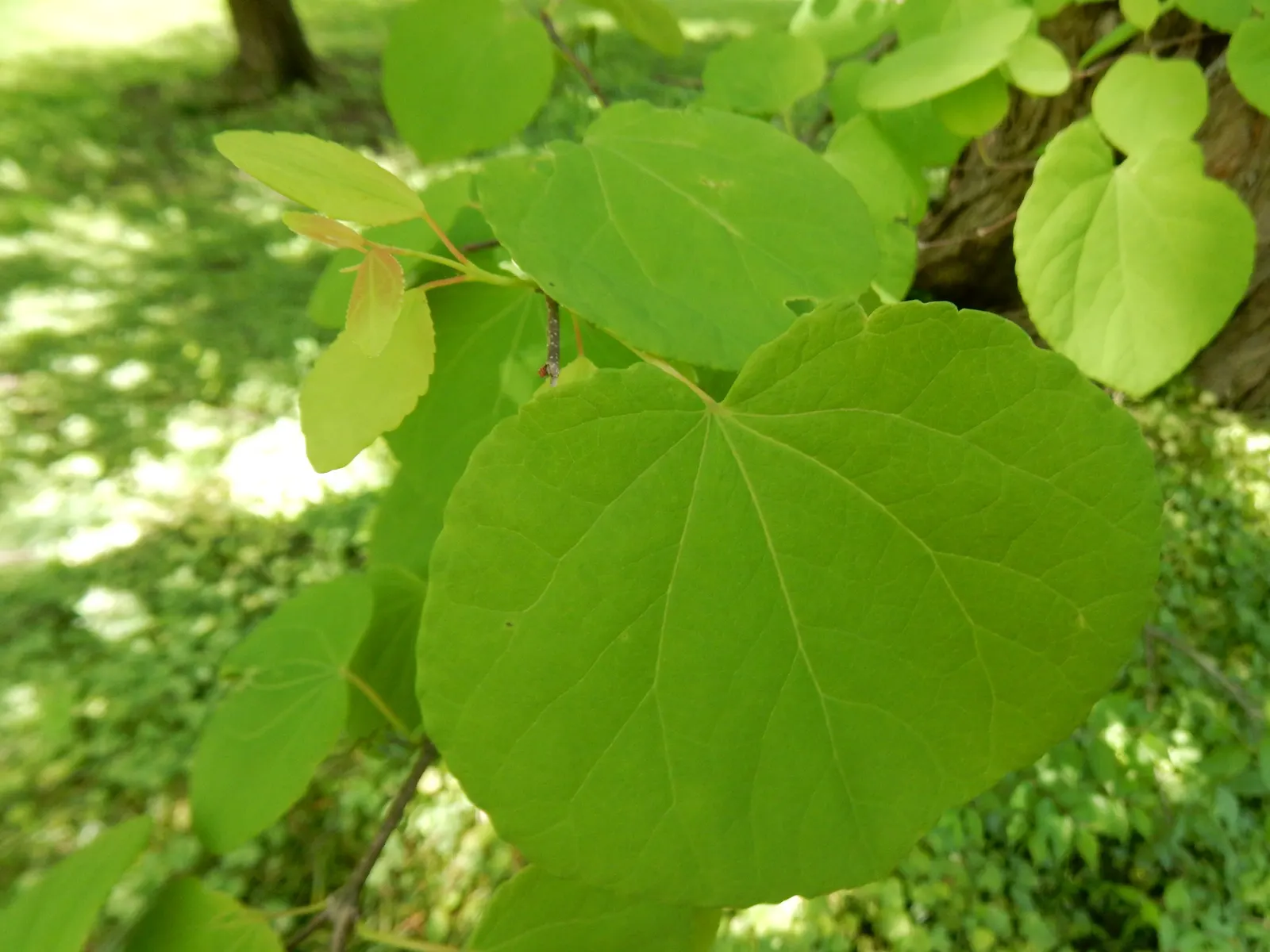 Katsura Tree (Cercidiphyllum Japonicum) — transitioning from lush green to vibrant yellows; transitioning to a vibrant bluish-green in summer