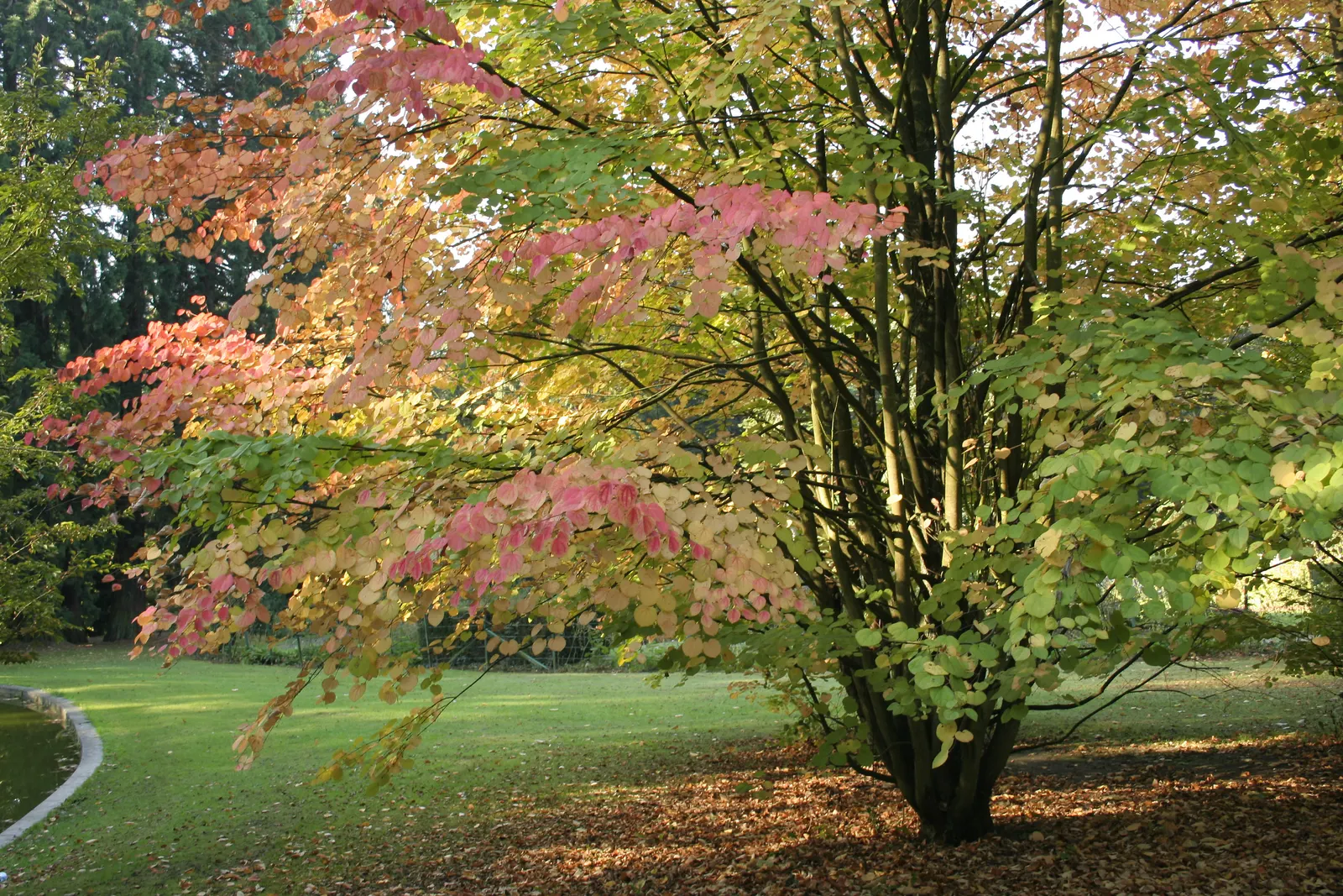 Katsura Tree (Cercidiphyllum Japonicum) — the tree boasts a striking fall display; this pyramidal and rounded tree thrives best in well-drained, image 53