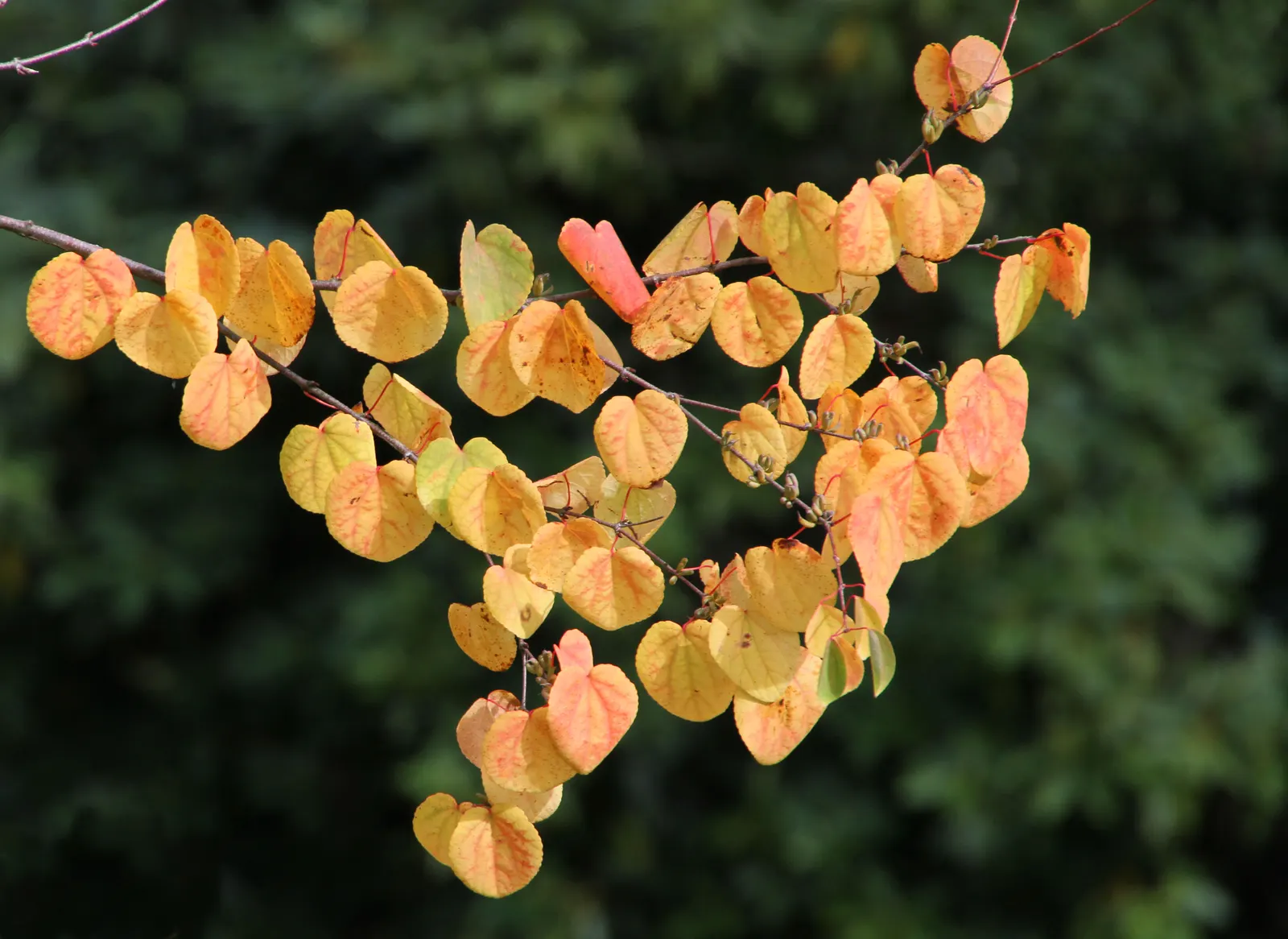 Katsura Tree (Cercidiphyllum Japonicum) — creating a serene outdoor sanctuary