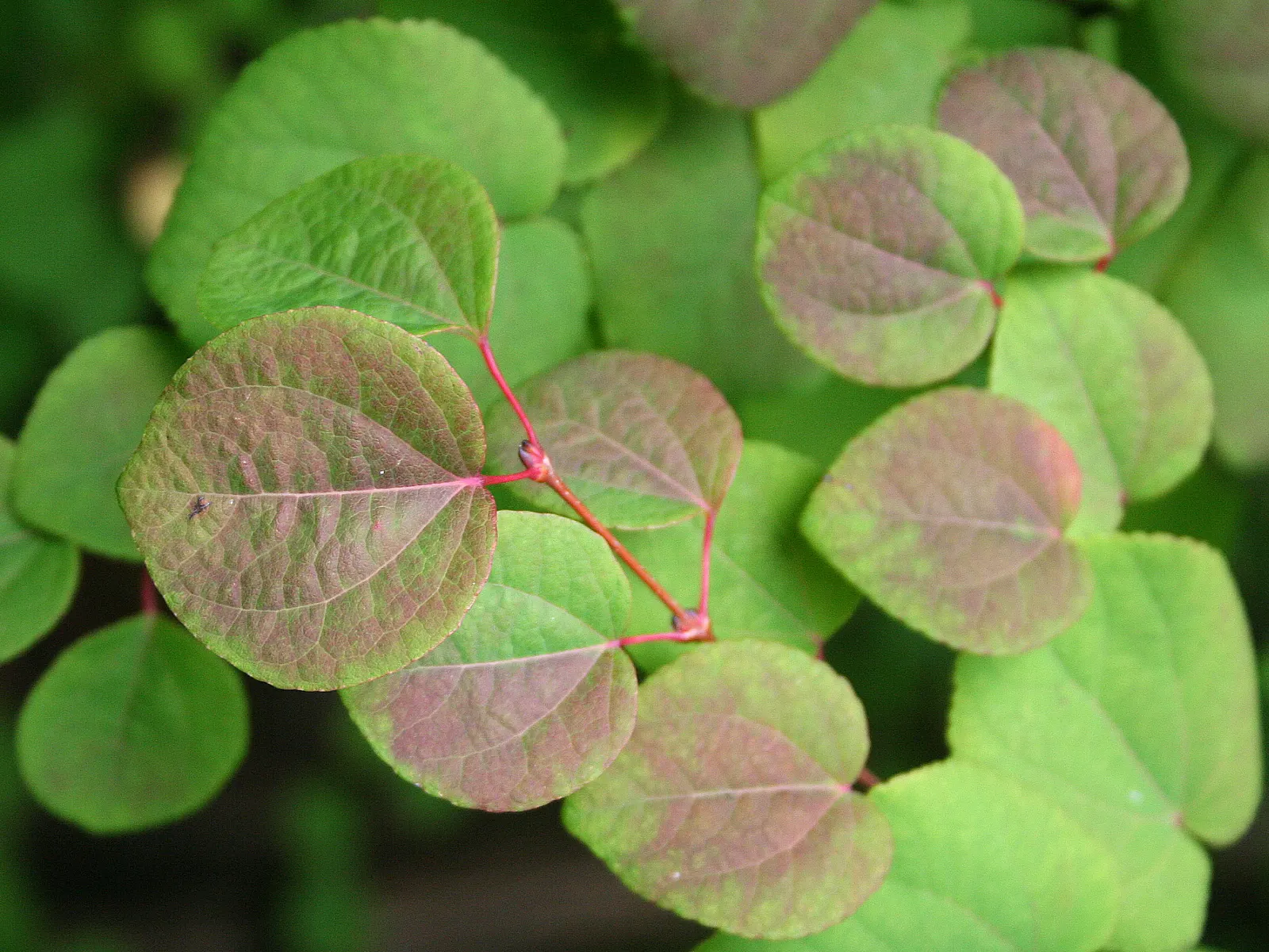 Katsura Tree (Cercidiphyllum Japonicum) — maturing to approximately 40-60 feet tall; this tree typically reaches a height of 40 to 60 feet with a spread of 25