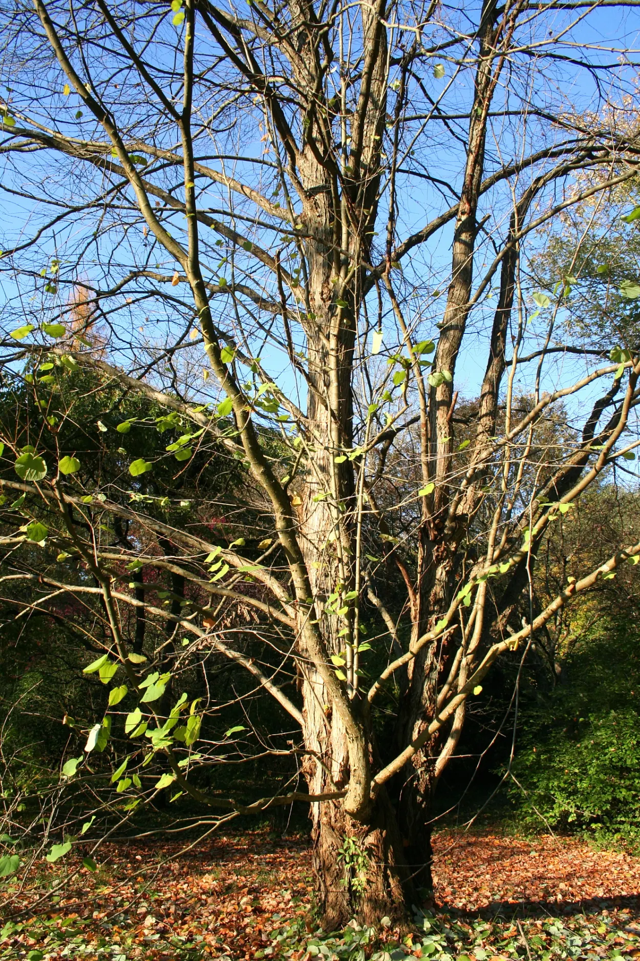 Katsura Tree (Cercidiphyllum Japonicum) — transitioning from lush green to vibrant yellows; transitioning to a vibrant bluish-green in summer, image 54