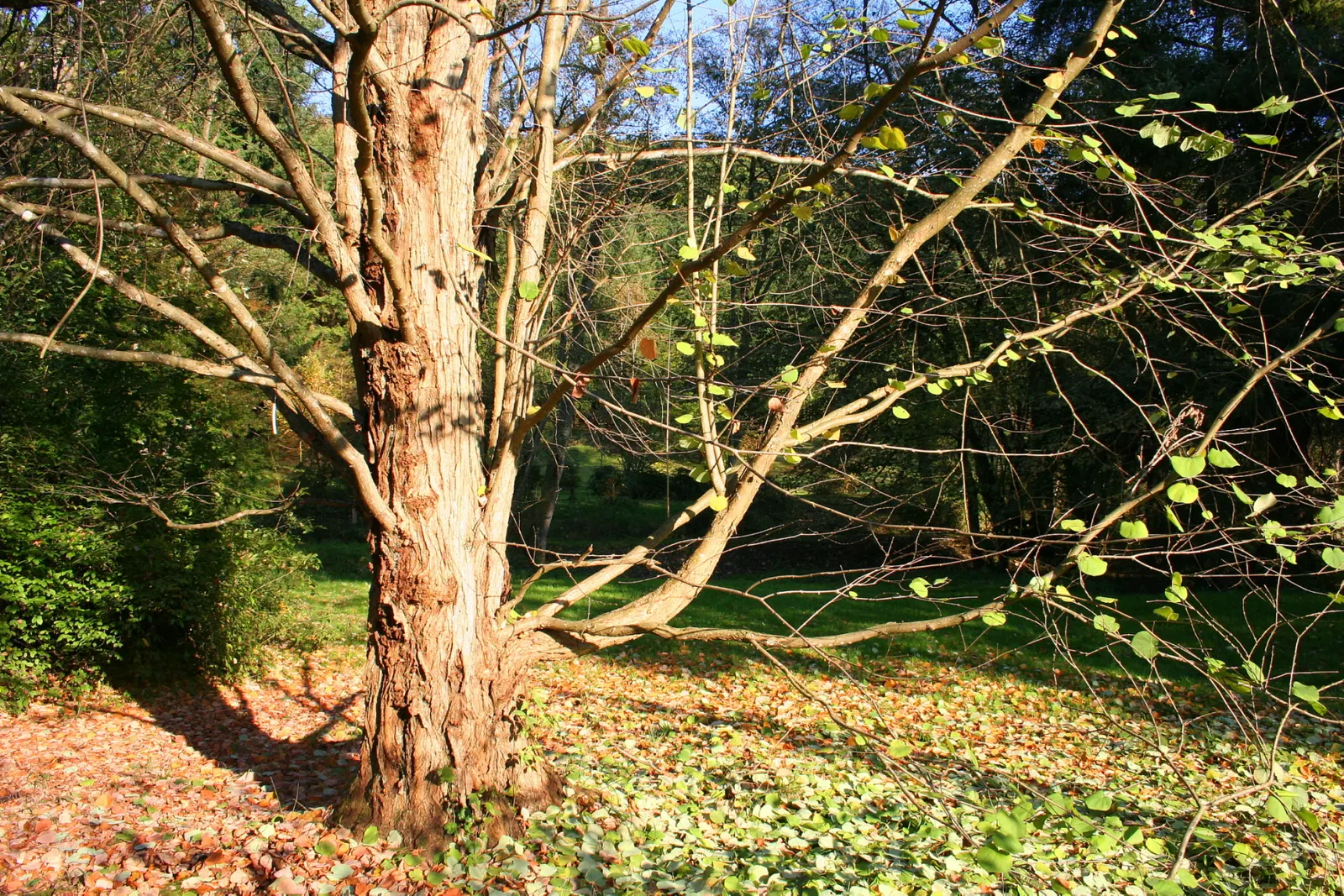 Katsura Tree (Cercidiphyllum Japonicum) — The Katsura Tree (Cercidiphyllum japonicum) is a captivating deciduous species; revered for its heart-shaped leaves