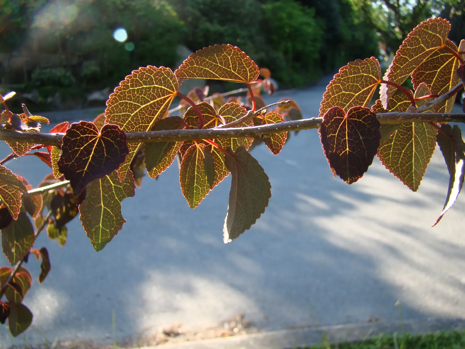 Katsura Tree (Cercidiphyllum Japonicum) — Native to Japan and China