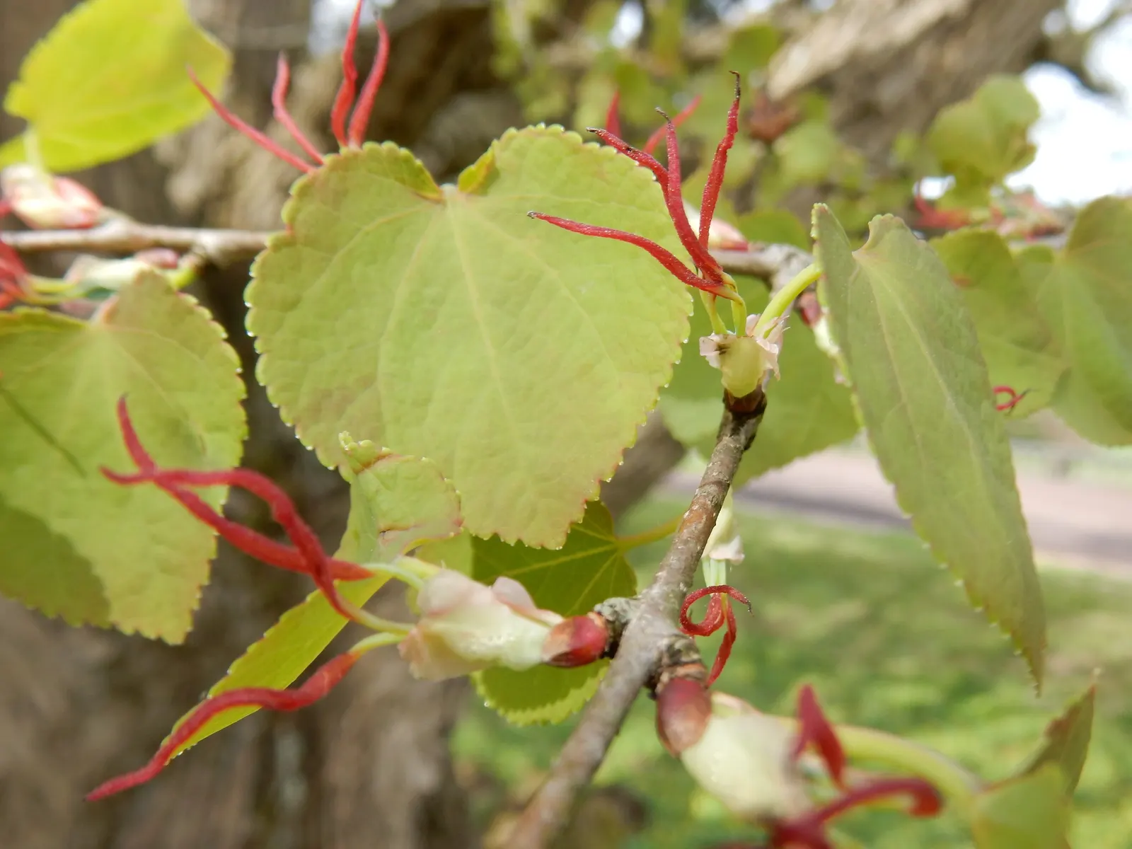 Katsura Tree (Cercidiphyllum Japonicum) — and with a pyramidal form in youth that gracefully rounds out with age