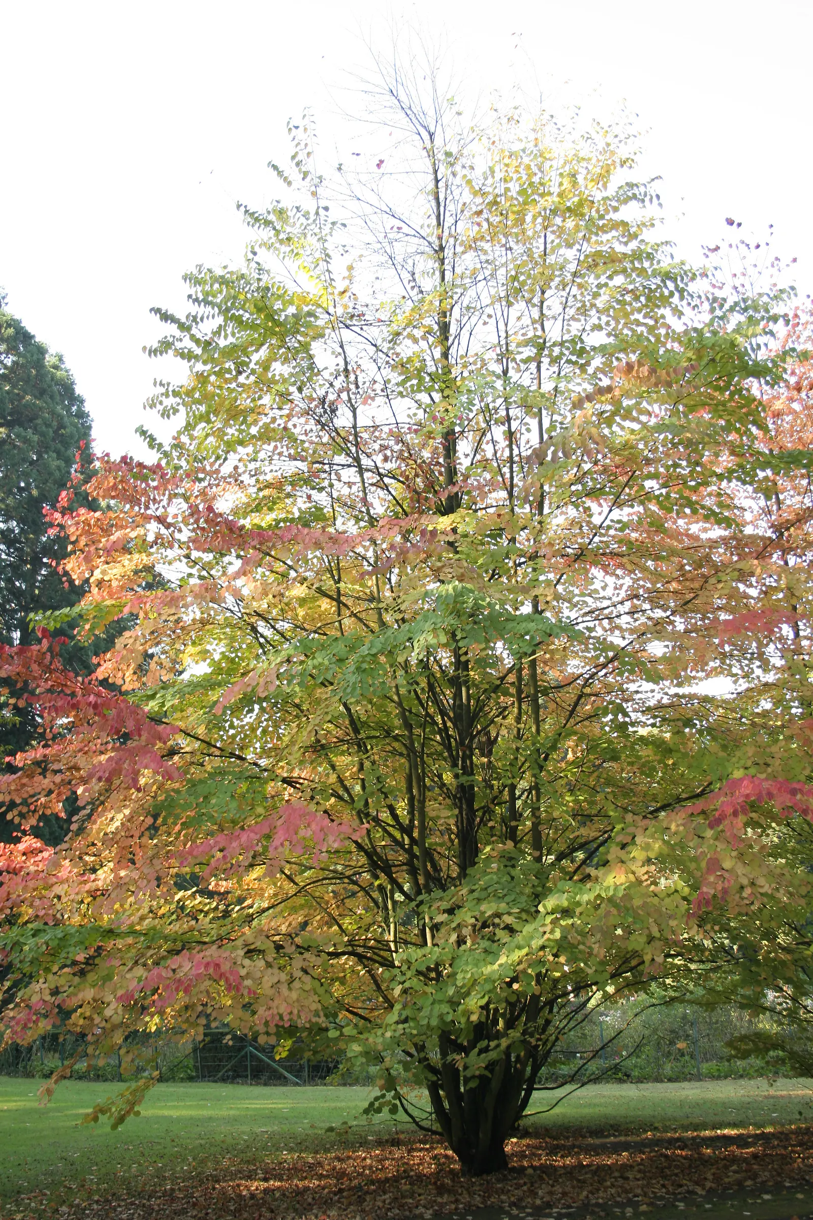 Katsura Tree (Cercidiphyllum Japonicum) — accompanied by a distinctive sweet scent reminiscent of cotton candy or caramel; sensitive to drought and, image 65