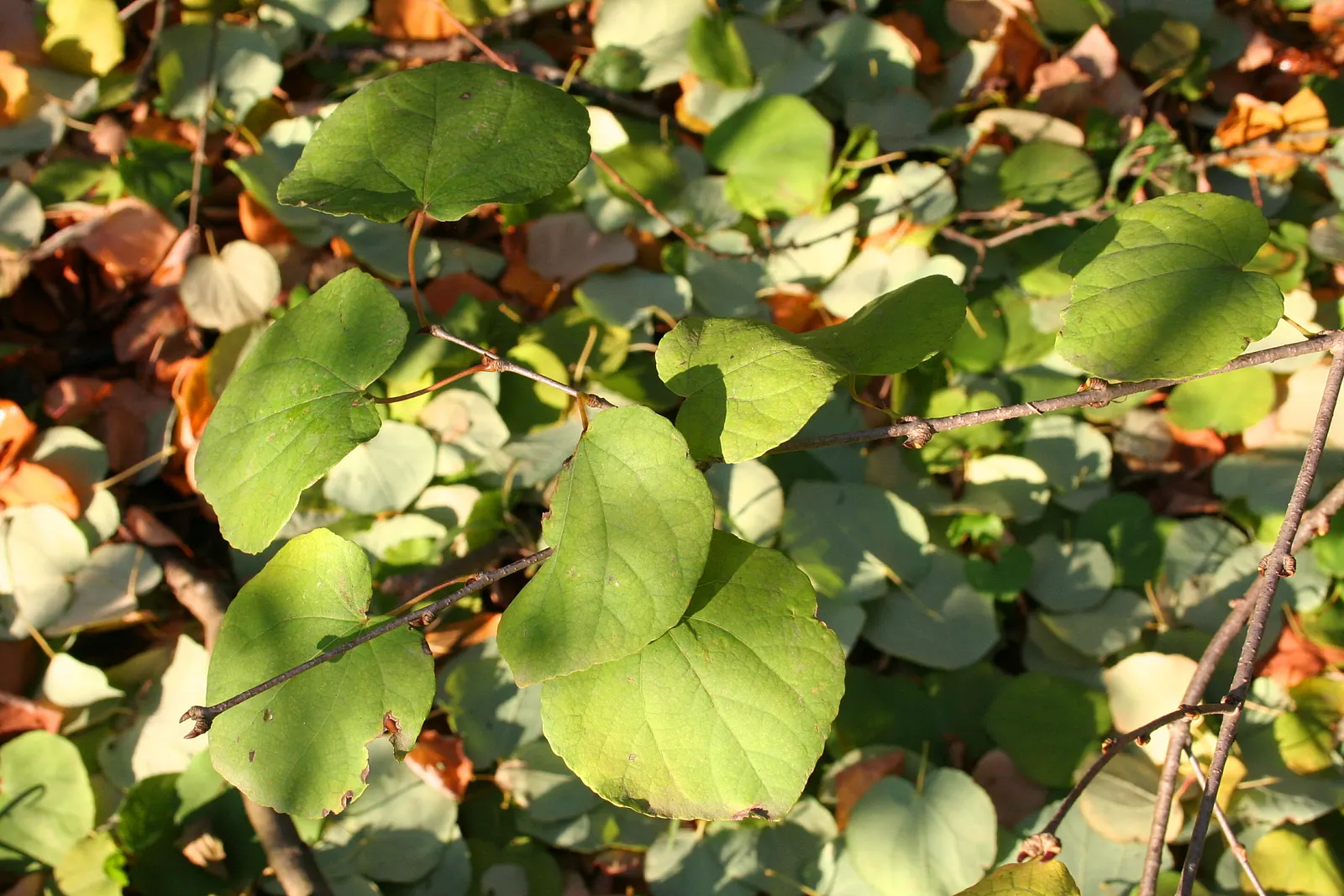 Katsura Tree (Cercidiphyllum Japonicum) — transitioning to a vibrant bluish-green in summer; transitioning from lush green to vibrant yellows, image 63