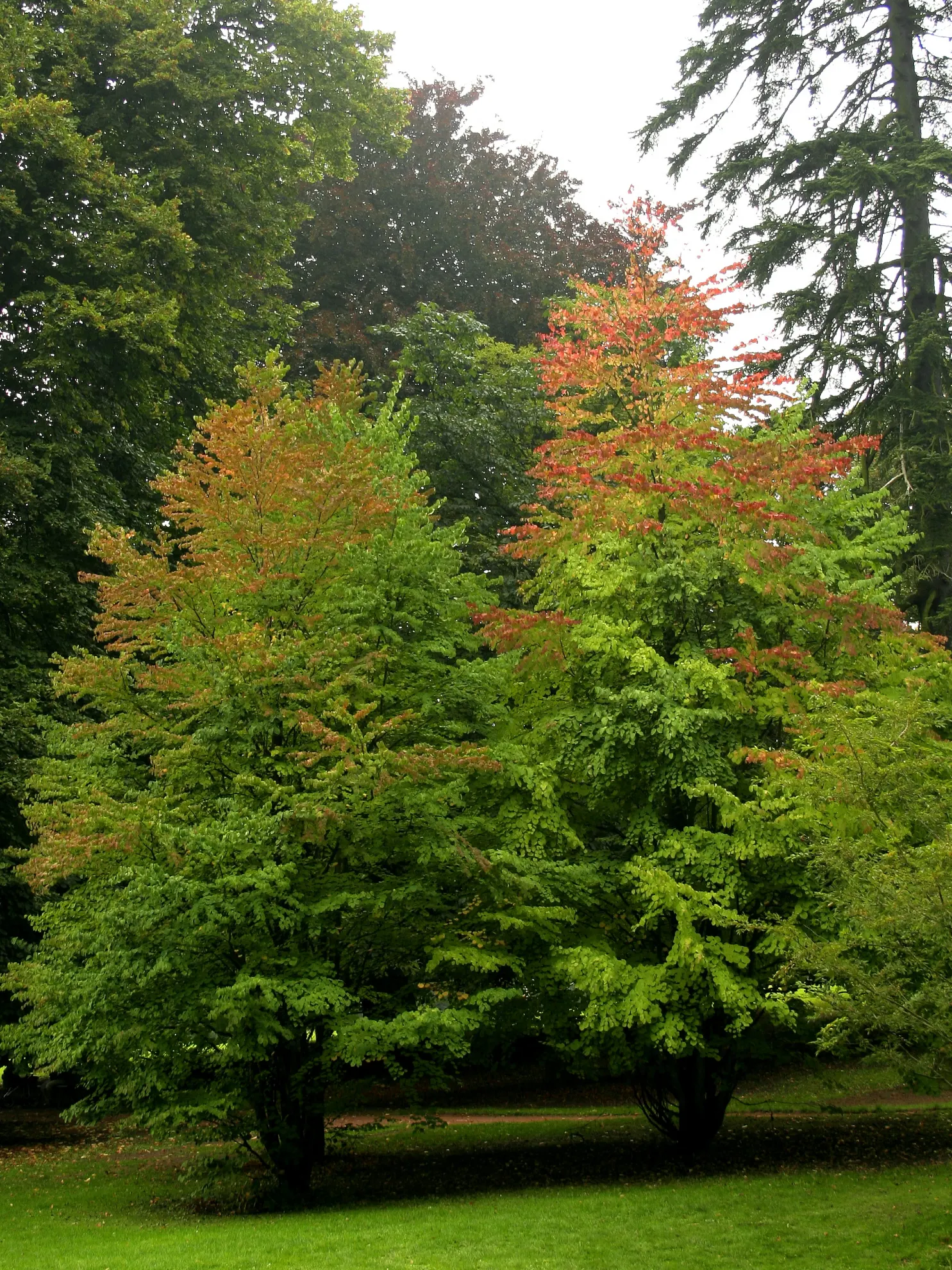Katsura Tree (Cercidiphyllum Japonicum) — and with a pyramidal form in youth that gracefully rounds out with age; creating a serene outdoor, image 62
